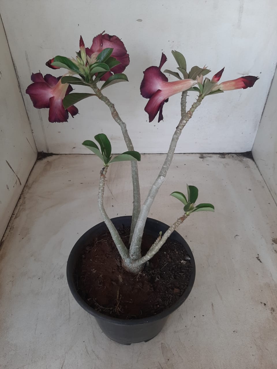 Planta Simples 2269 – 30cm – 02 anos
