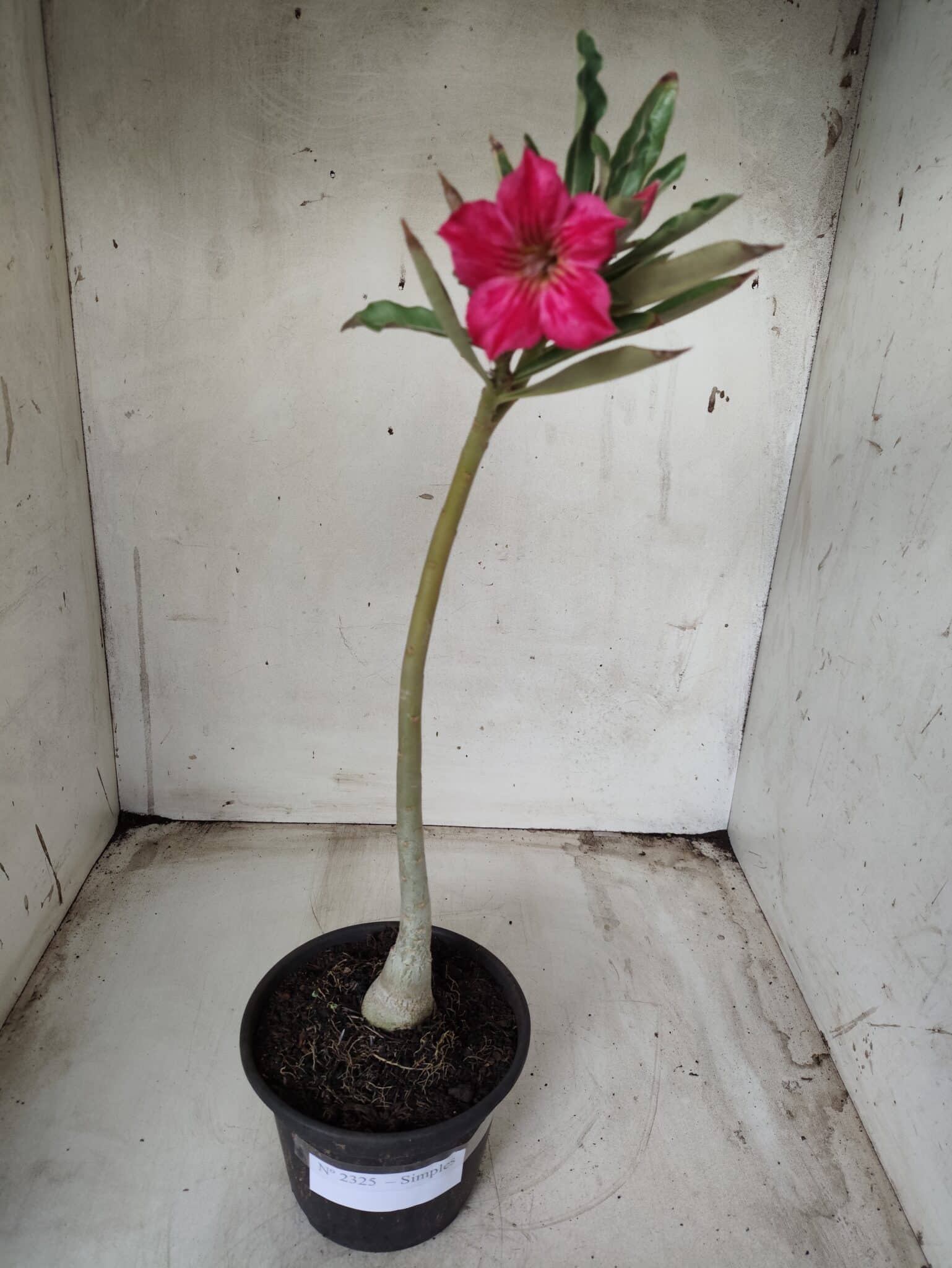 Planta Simples 2325 – 30cm – 02 anos
