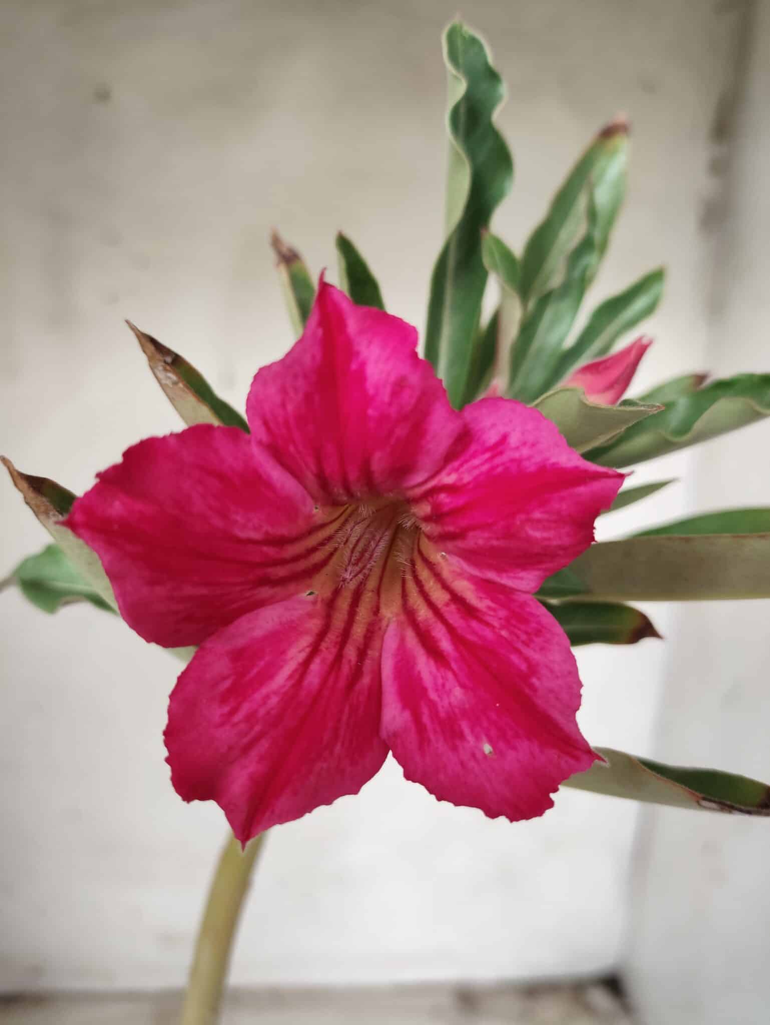 Planta Simples 2325 – 30cm – 02 anos