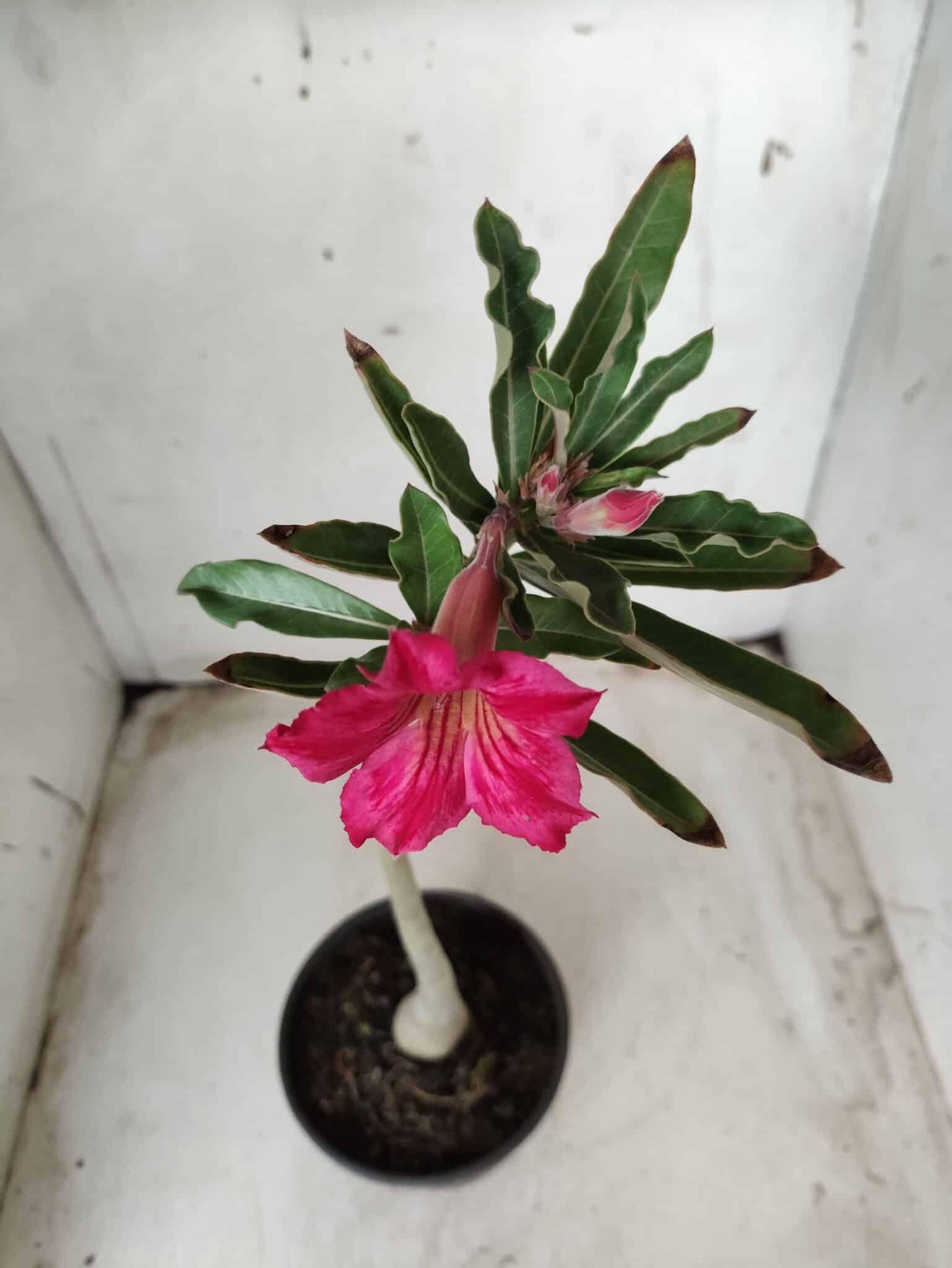 Planta Simples 2325 – 30cm – 02 anos