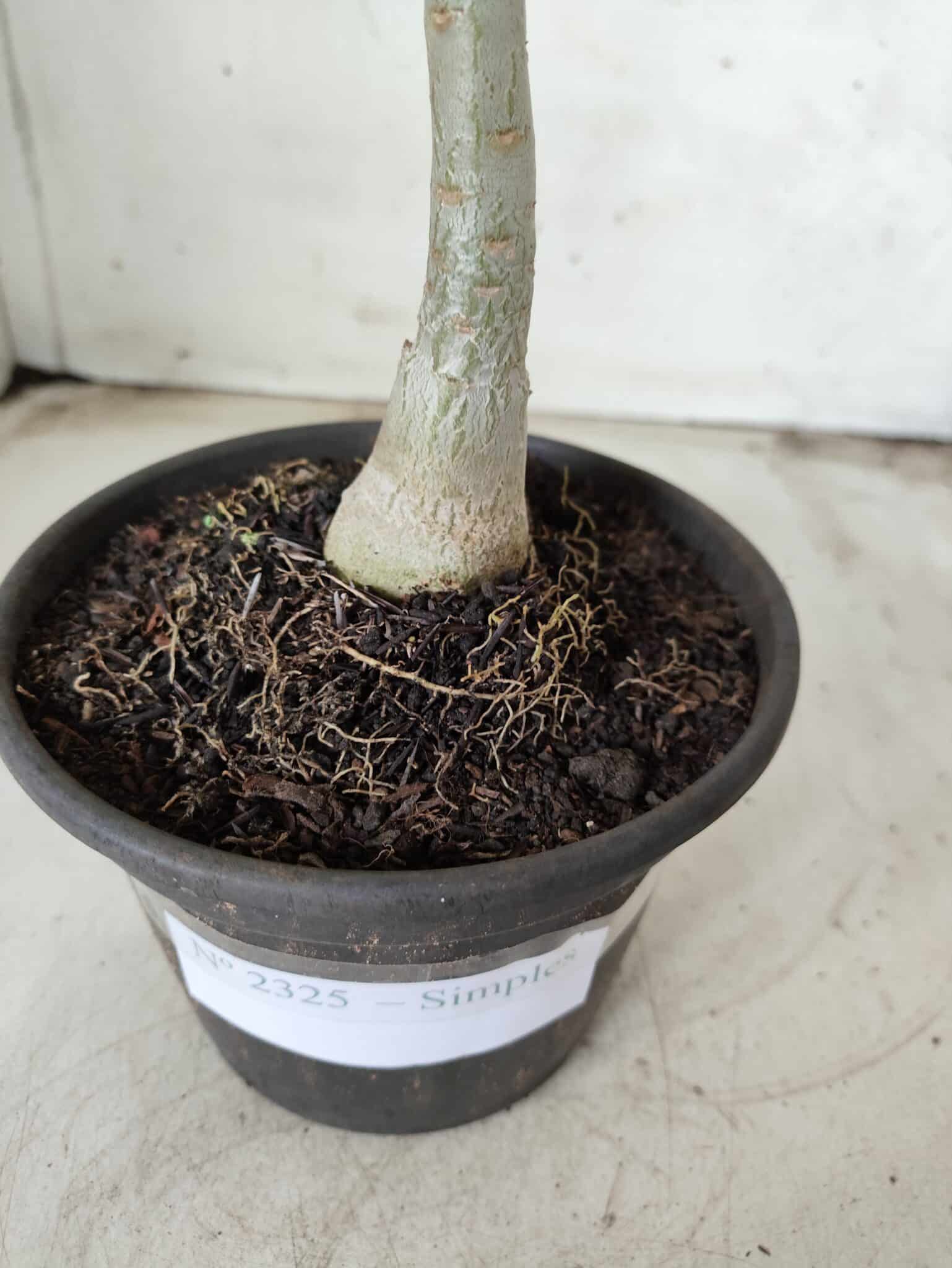 Planta Simples 2325 – 30cm – 02 anos