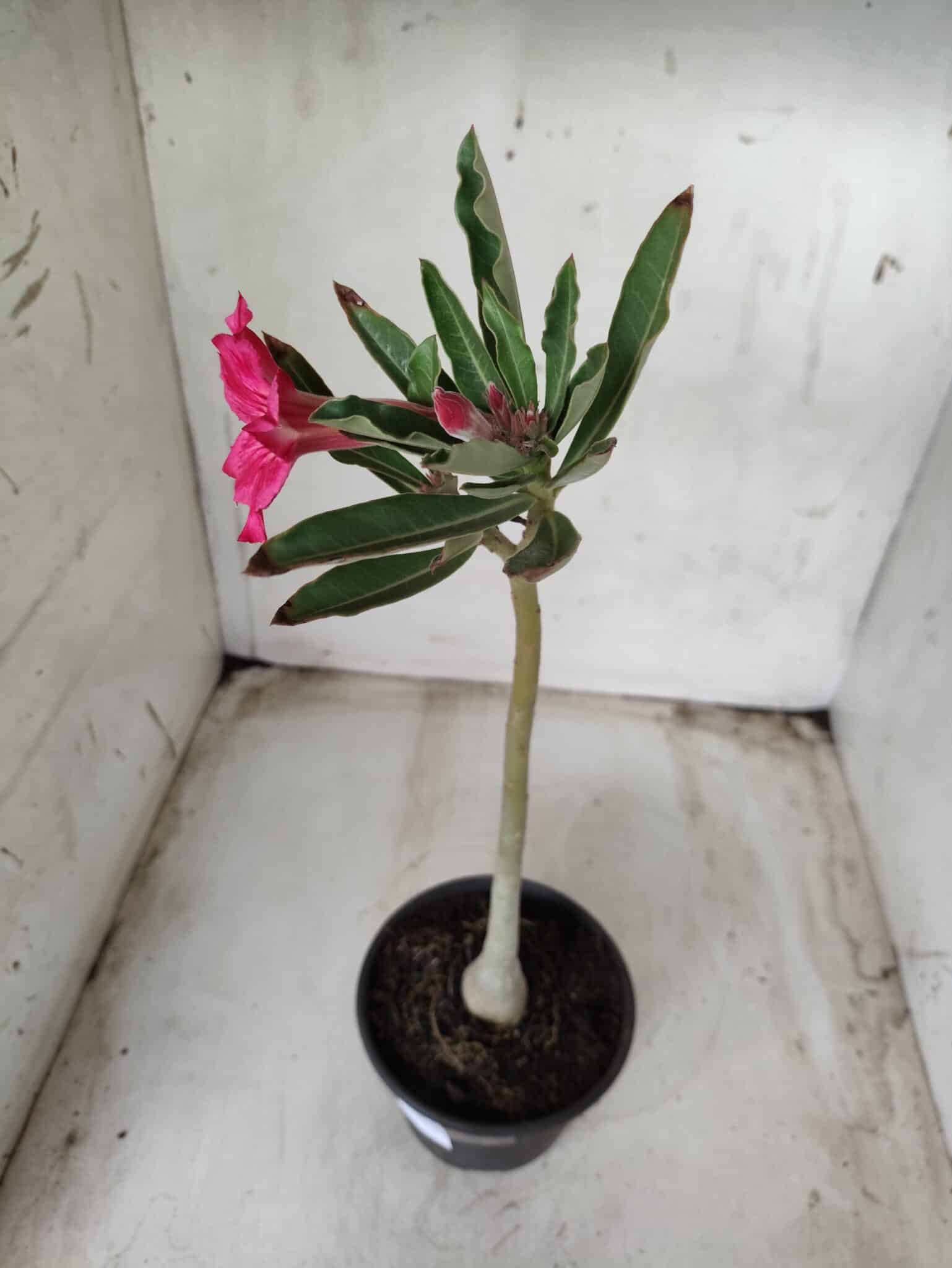 Planta Simples 2325 – 30cm – 02 anos