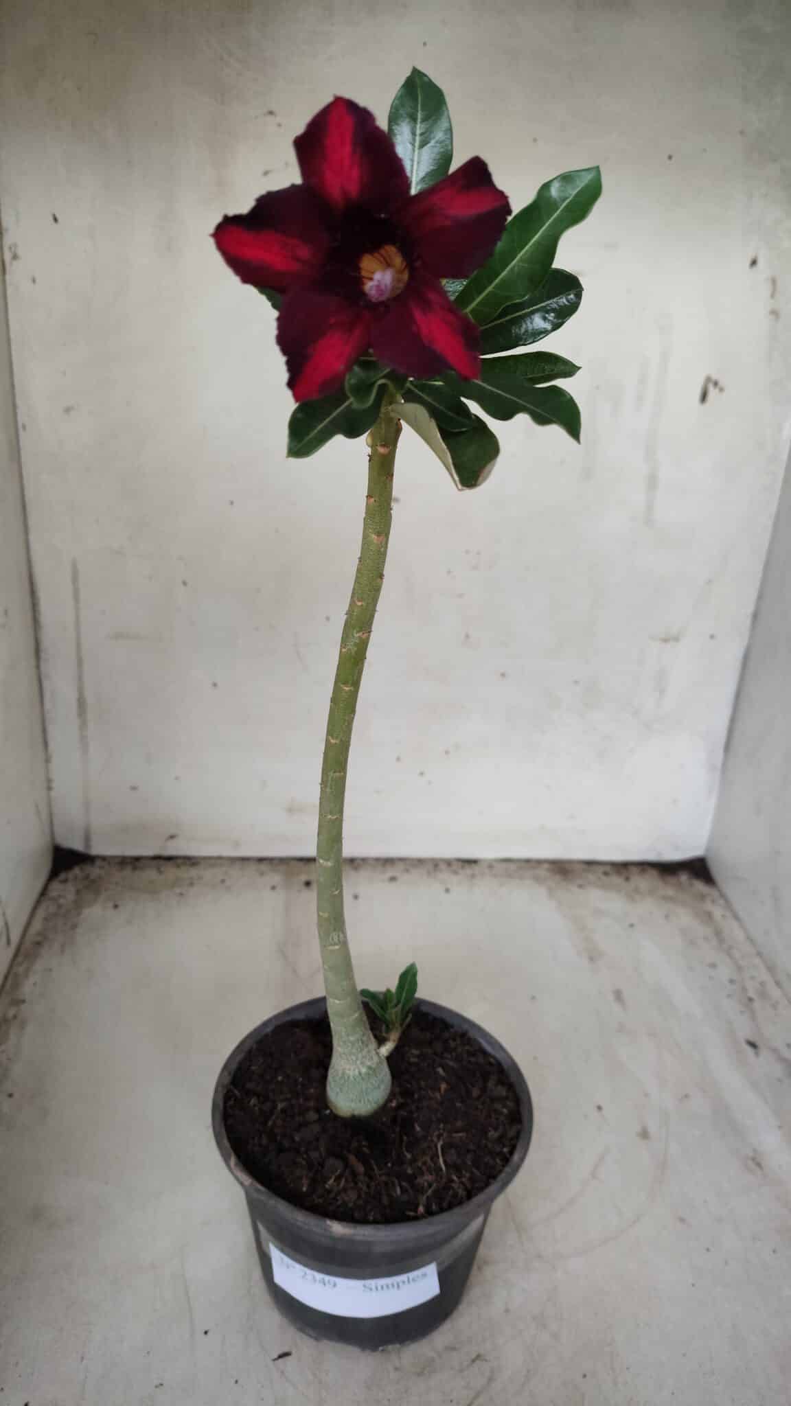 Planta Simples 2349 – 30cm – 02 anos