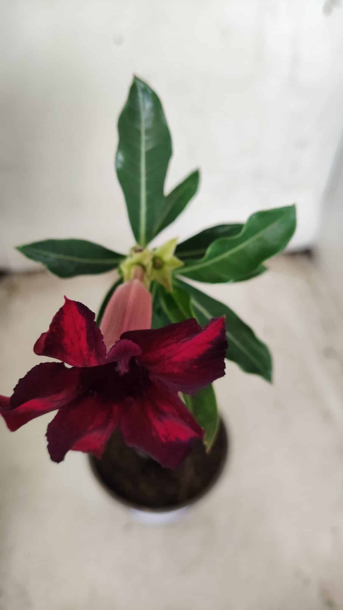 Planta Simples 2349 – 30cm – 02 anos