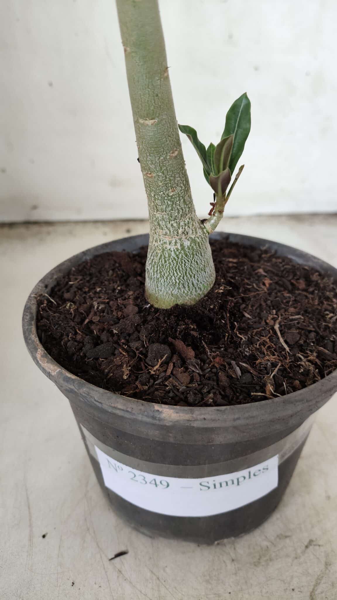 Planta Simples 2349 – 30cm – 02 anos