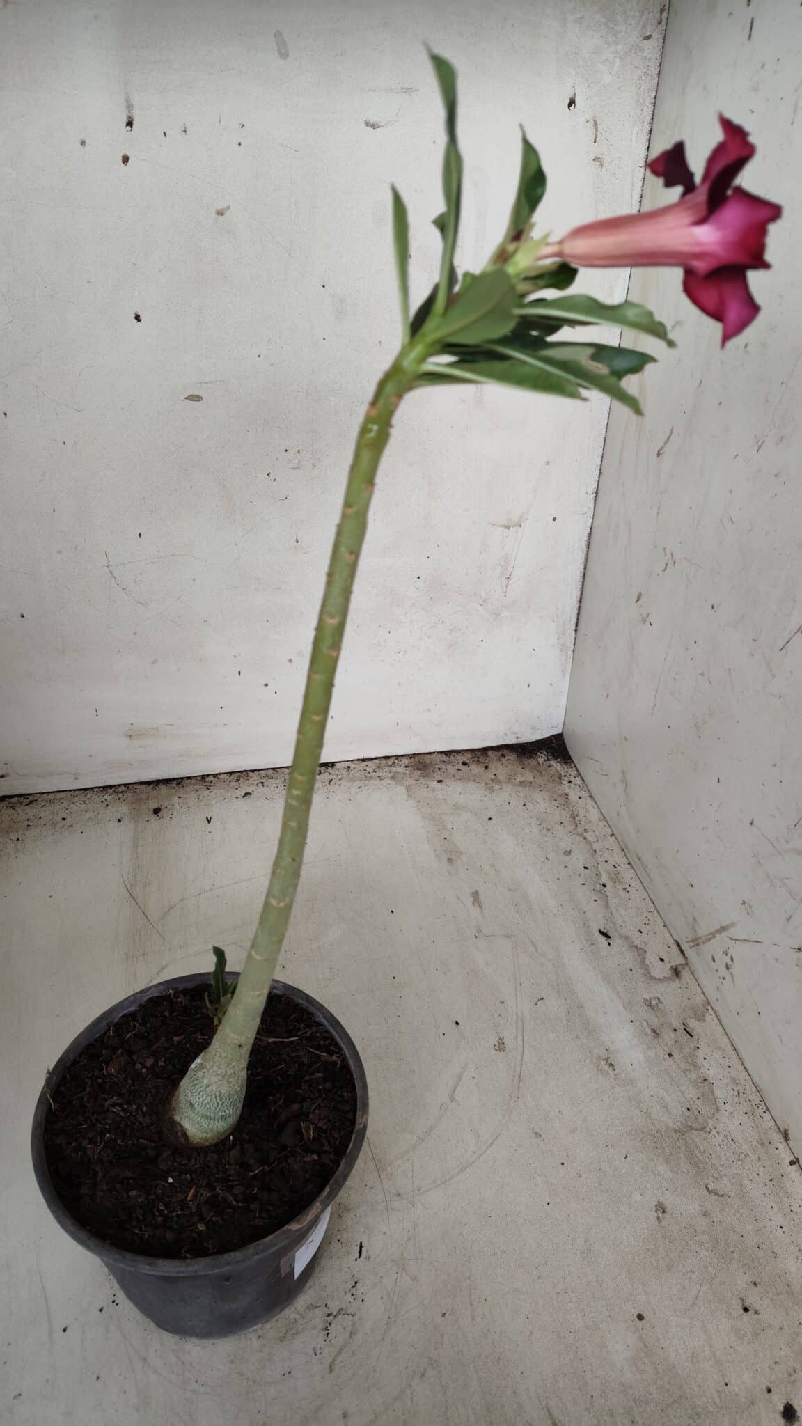 Planta Simples 2349 – 30cm – 02 anos