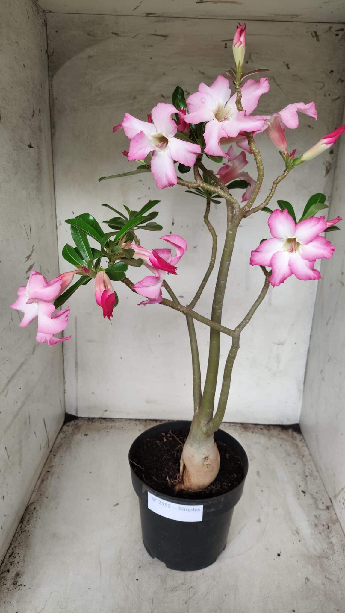 Planta Simples 2352 – 40cm – 03 anos