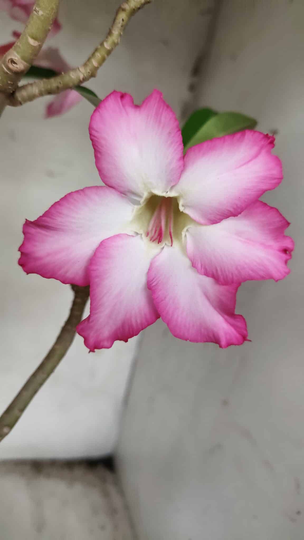 Planta Simples 2352 – 40cm – 03 anos
