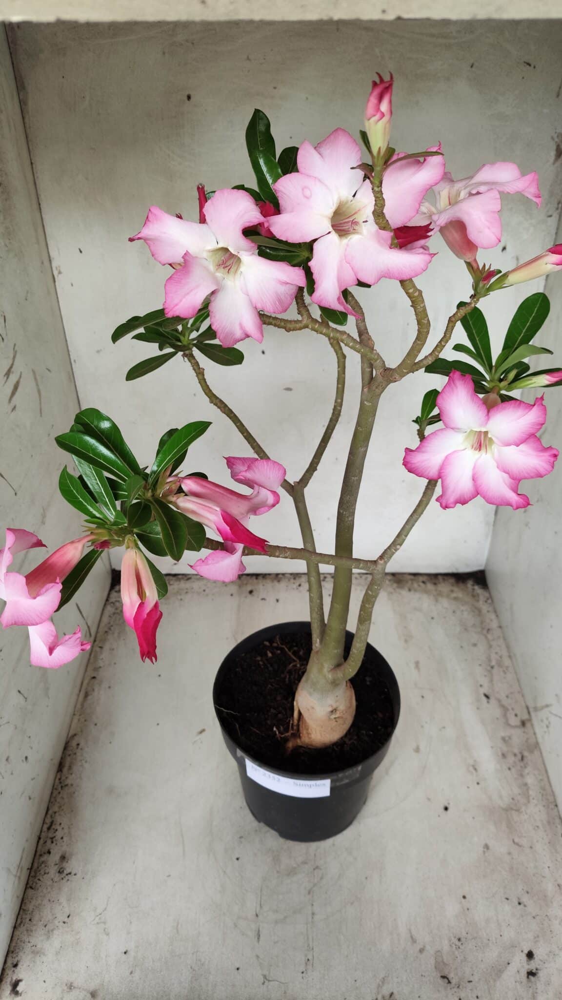 Planta Simples 2352 – 40cm – 03 anos