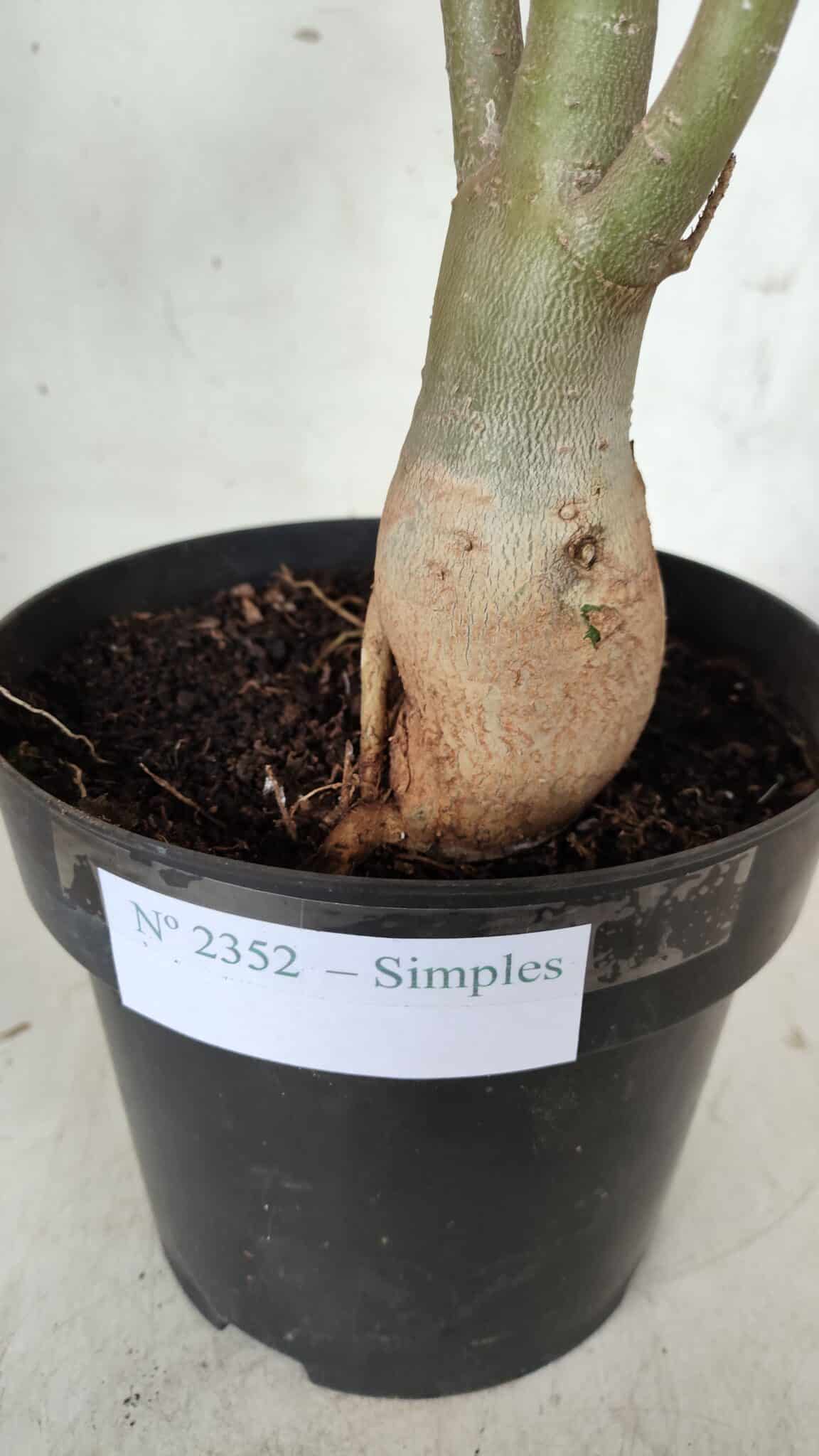 Planta Simples 2352 – 40cm – 03 anos