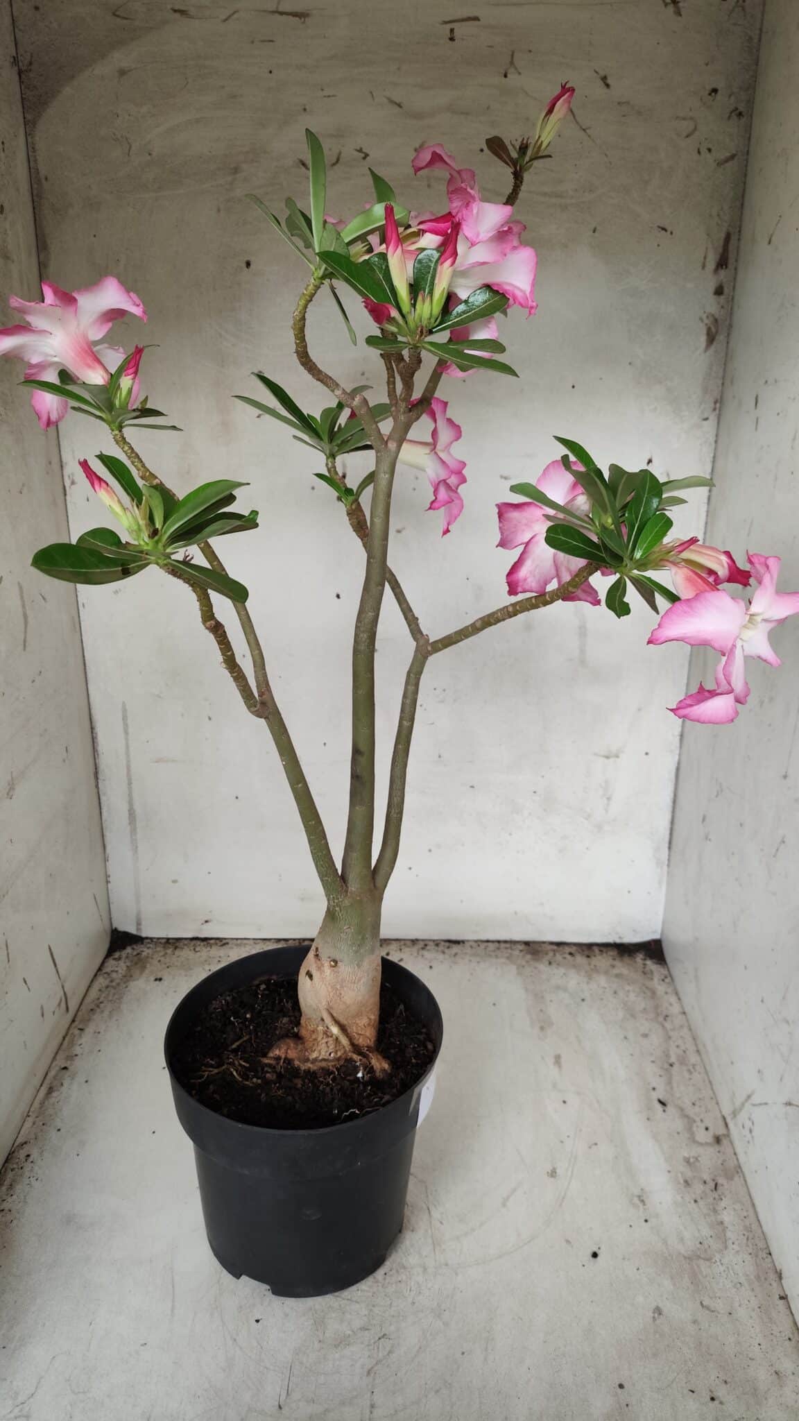 Planta Simples 2352 – 40cm – 03 anos