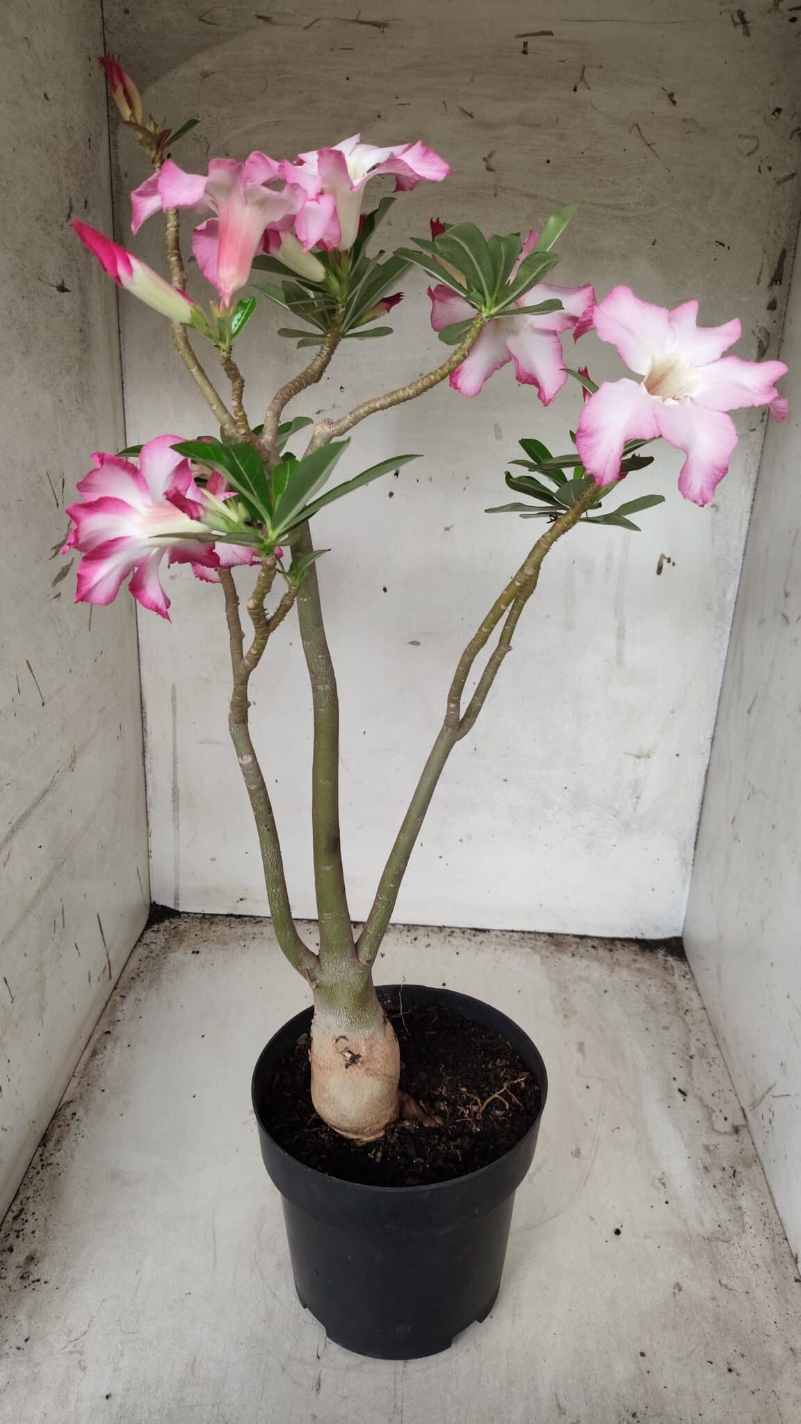Planta Simples 2352 – 40cm – 03 anos