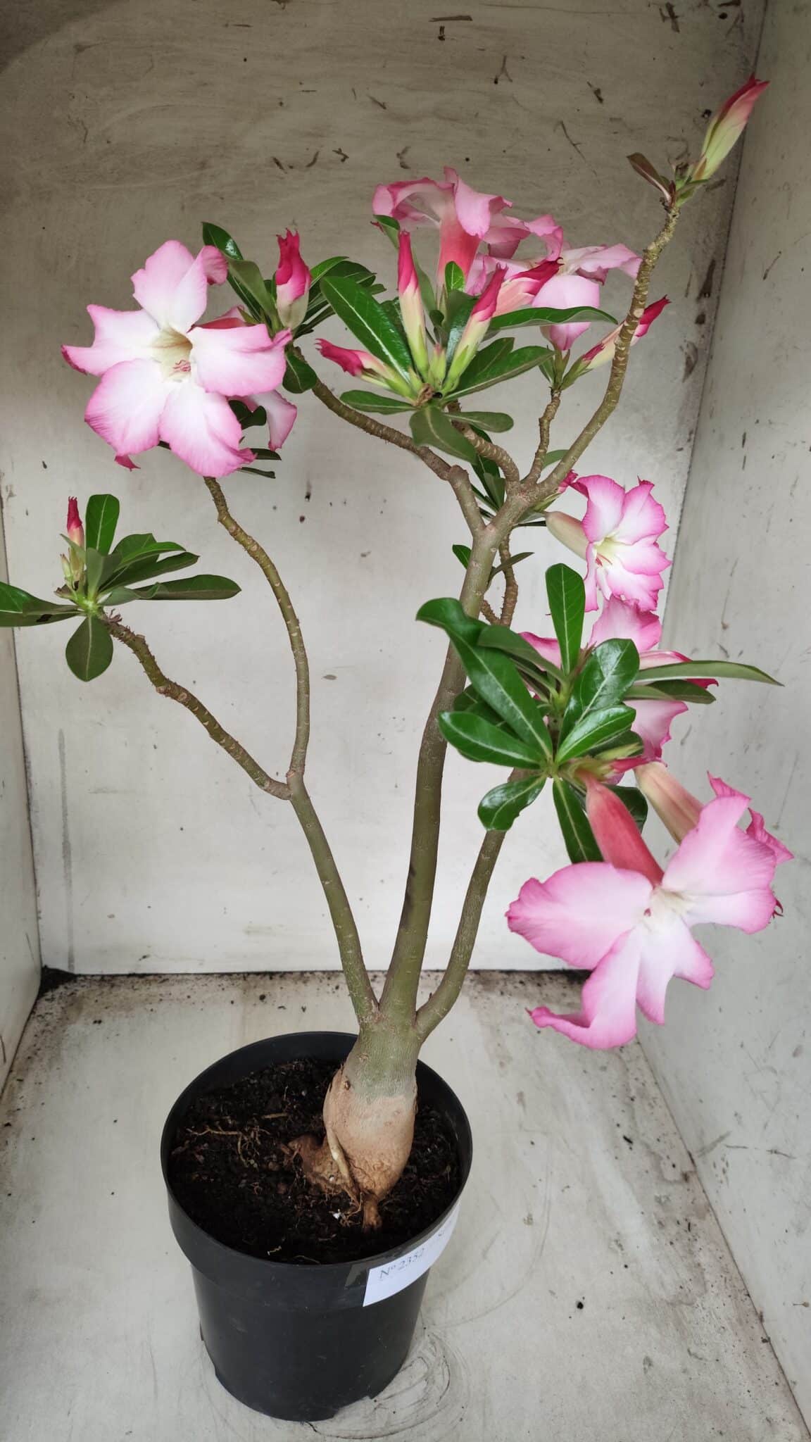 Planta Simples 2352 – 40cm – 03 anos