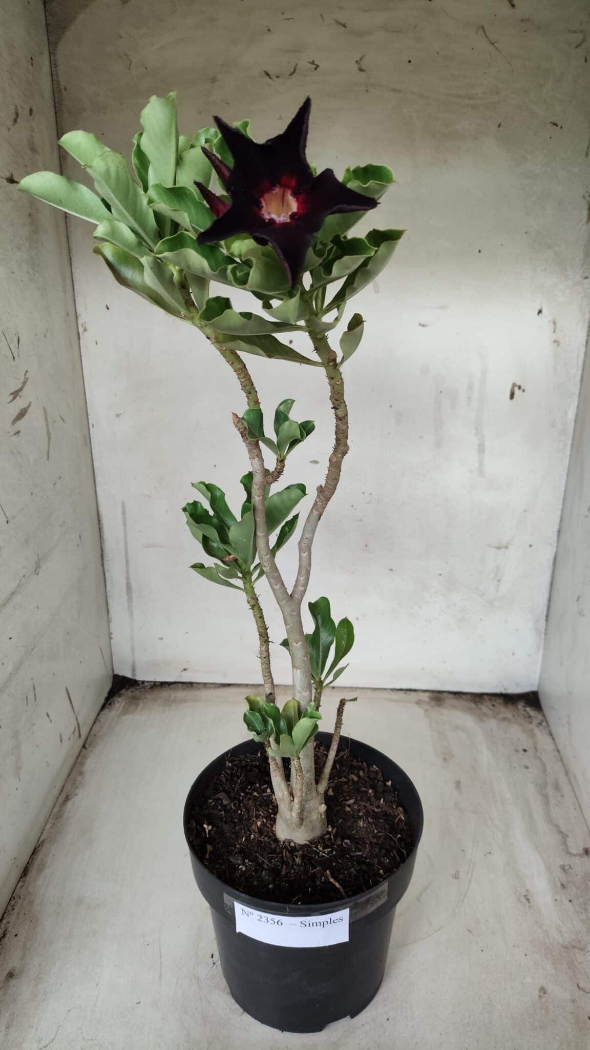 Planta Simples 2356 – 40cm – 03 anos