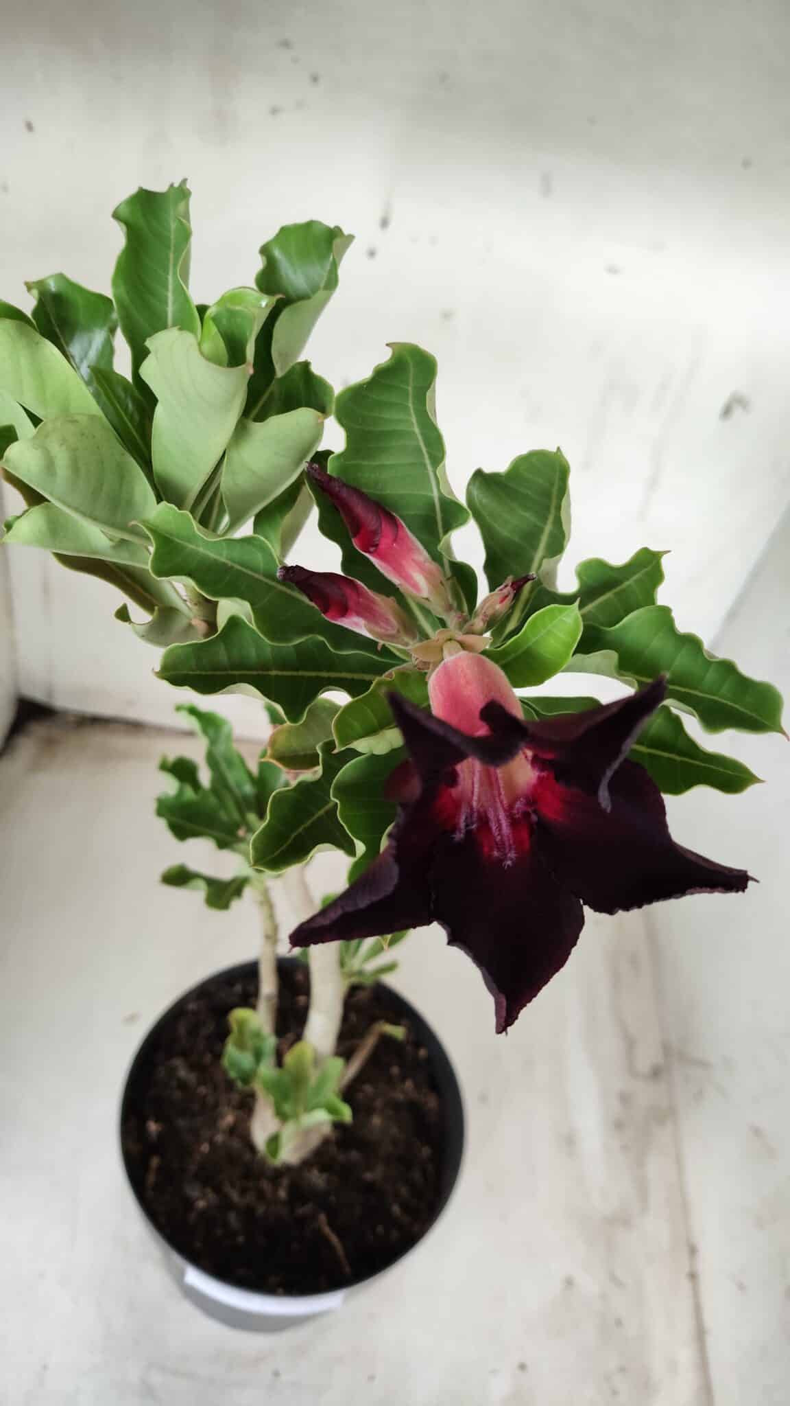Planta Simples 2356 – 40cm – 03 anos