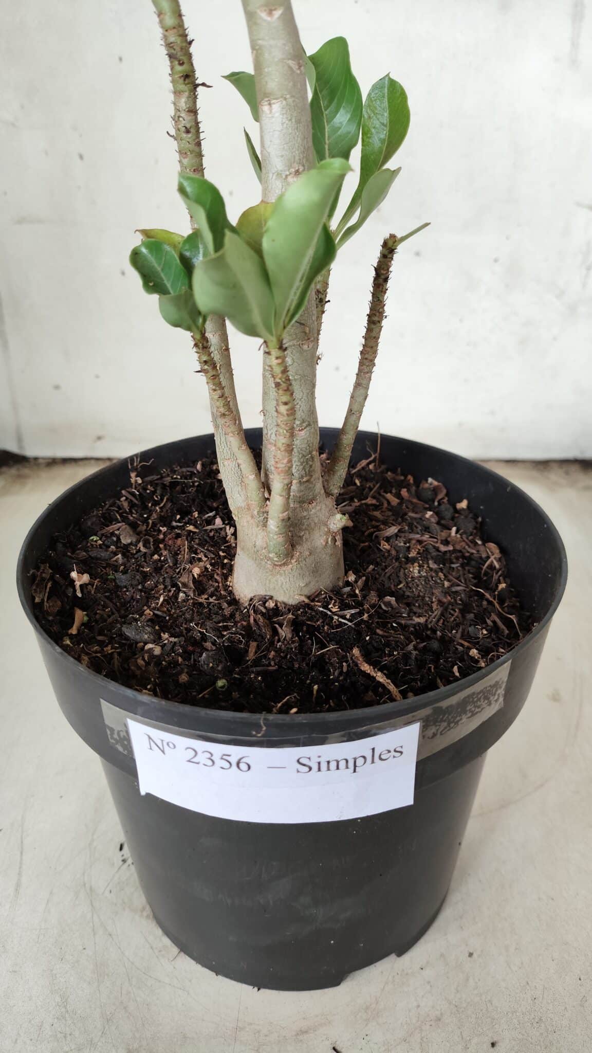Planta Simples 2356 – 40cm – 03 anos