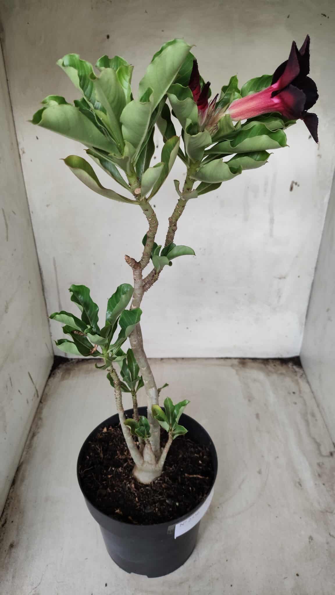 Planta Simples 2356 – 40cm – 03 anos