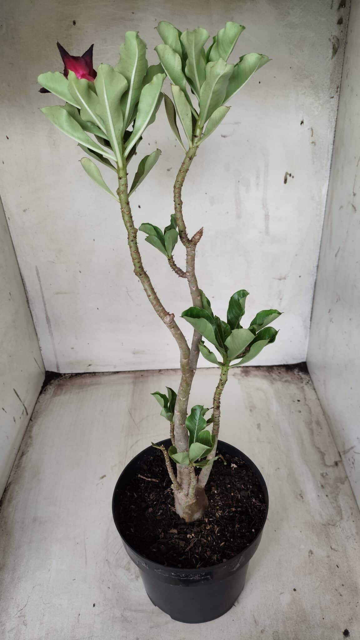 Planta Simples 2356 – 40cm – 03 anos