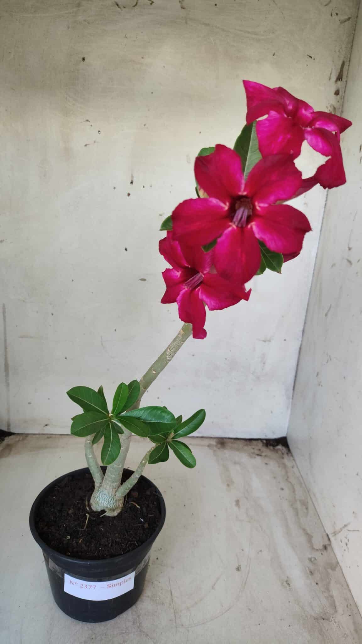 Planta Simples 2377 – 30cm – 02 anos