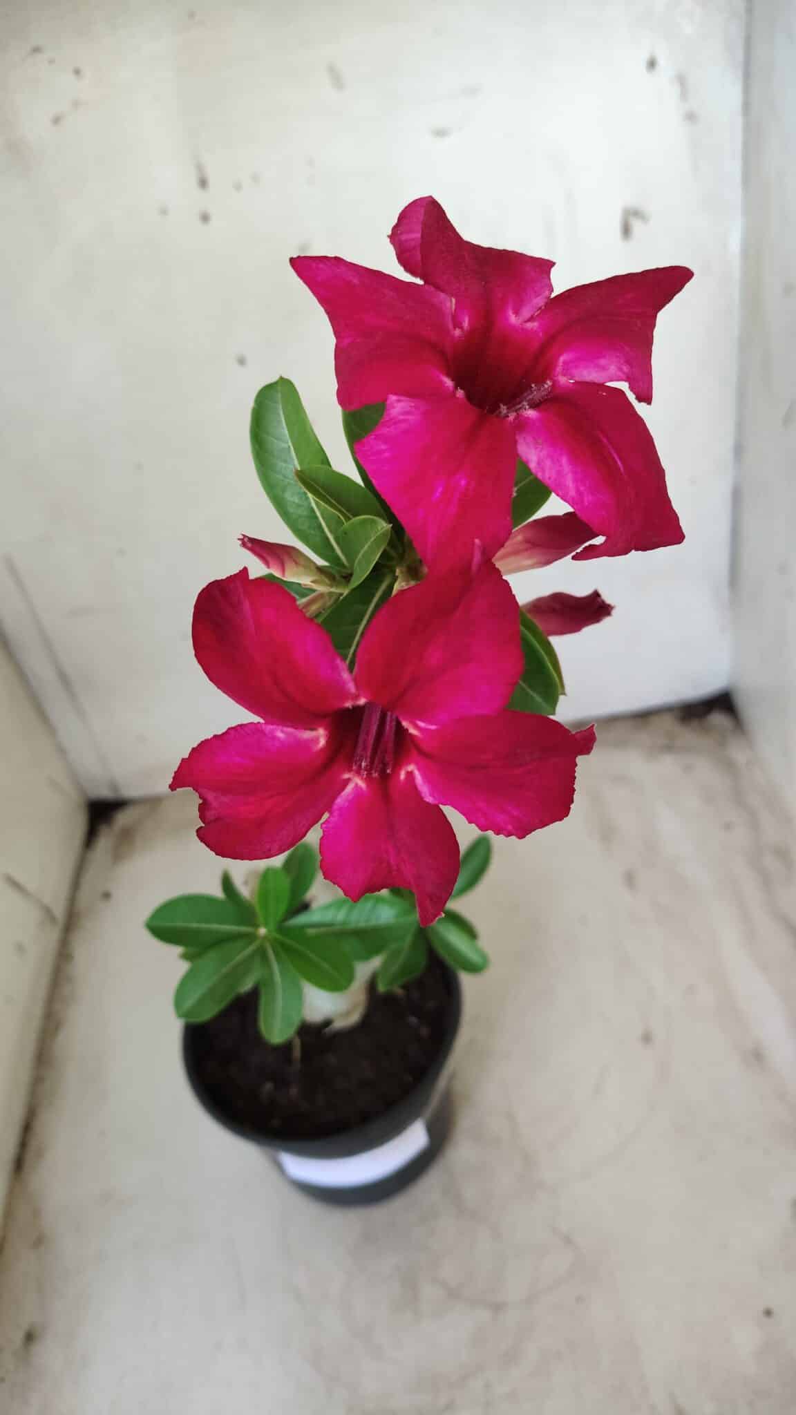 Planta Simples 2377 – 30cm – 02 anos