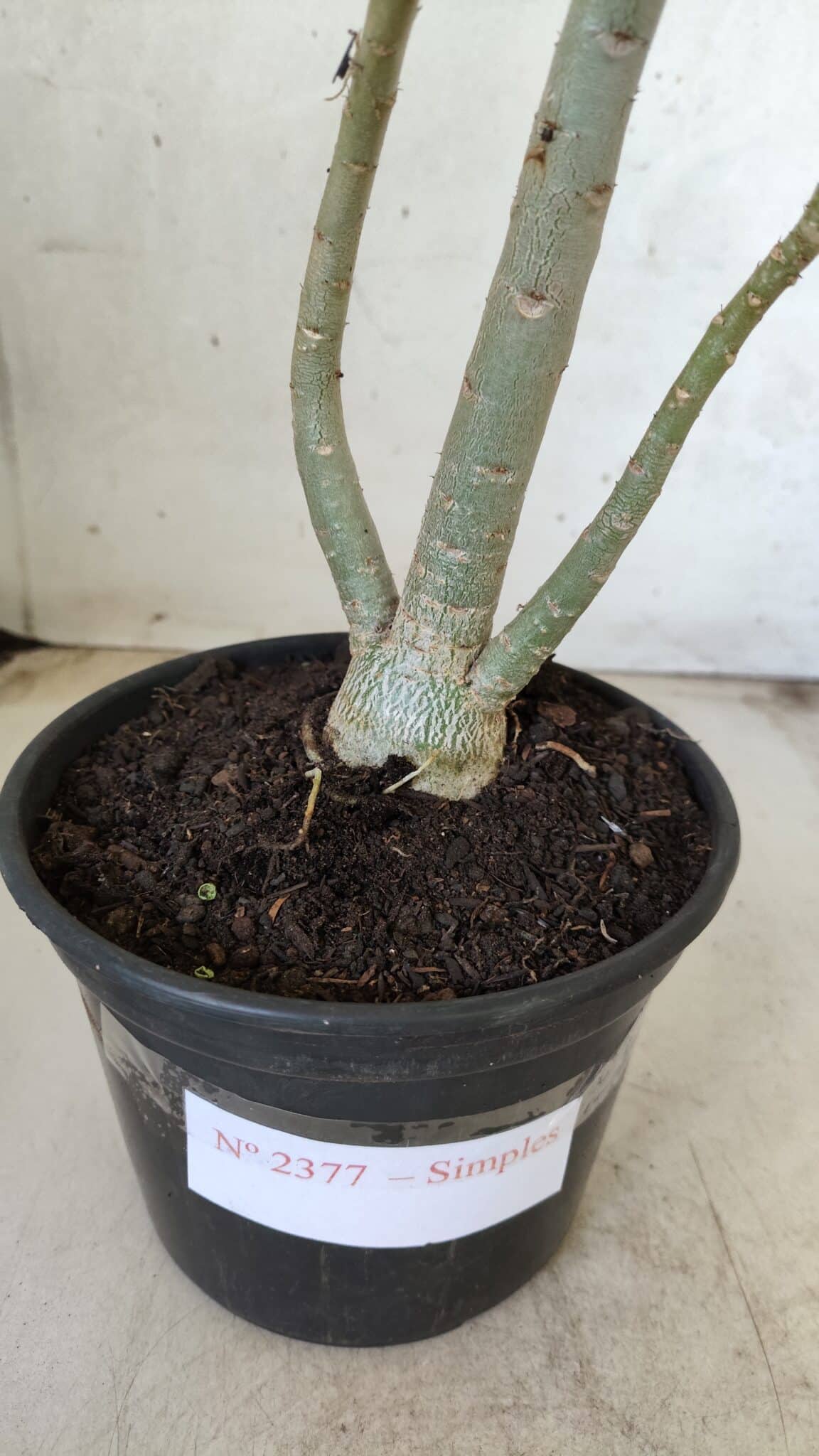 Planta Simples 2377 – 30cm – 02 anos