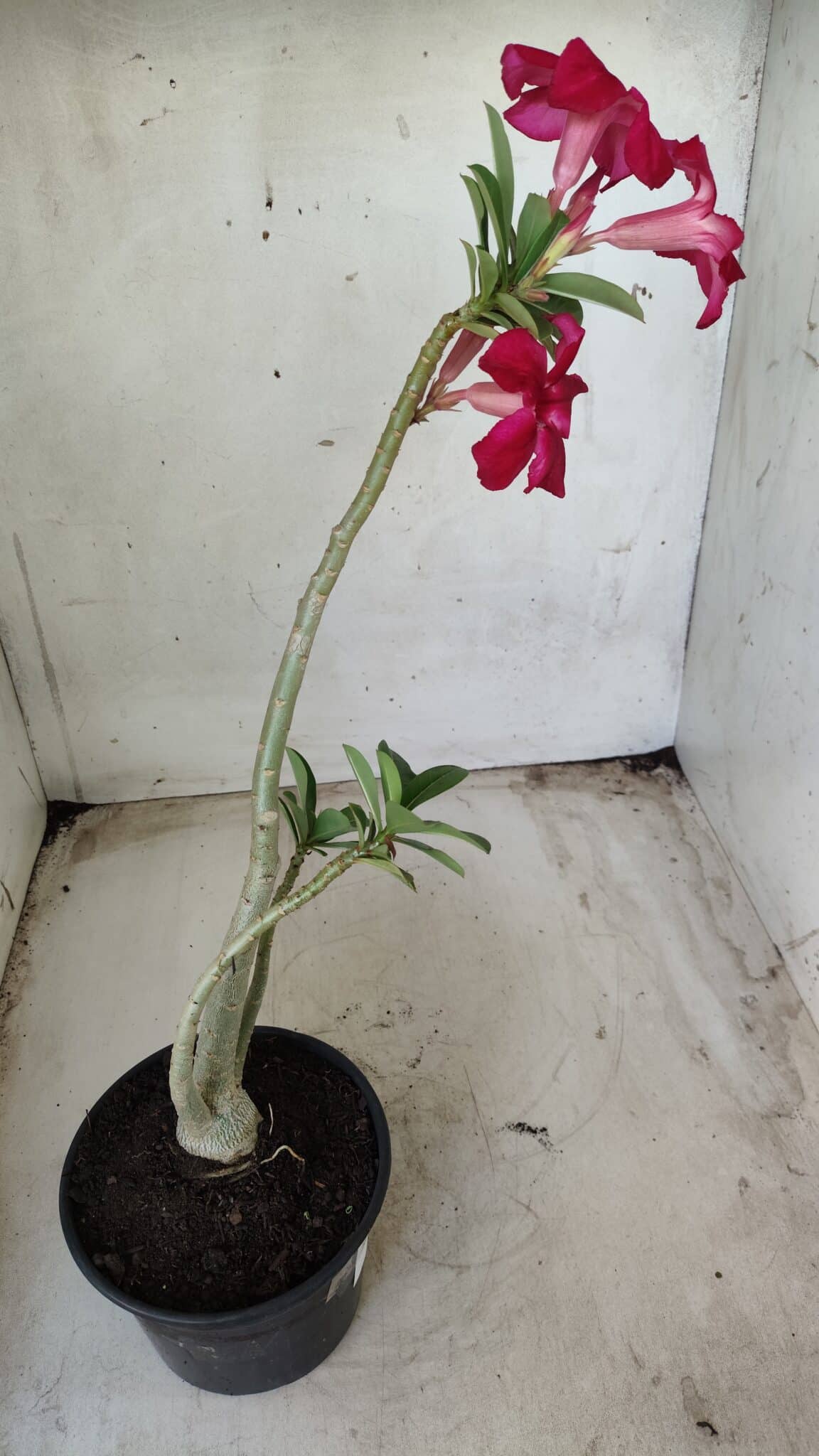 Planta Simples 2377 – 30cm – 02 anos