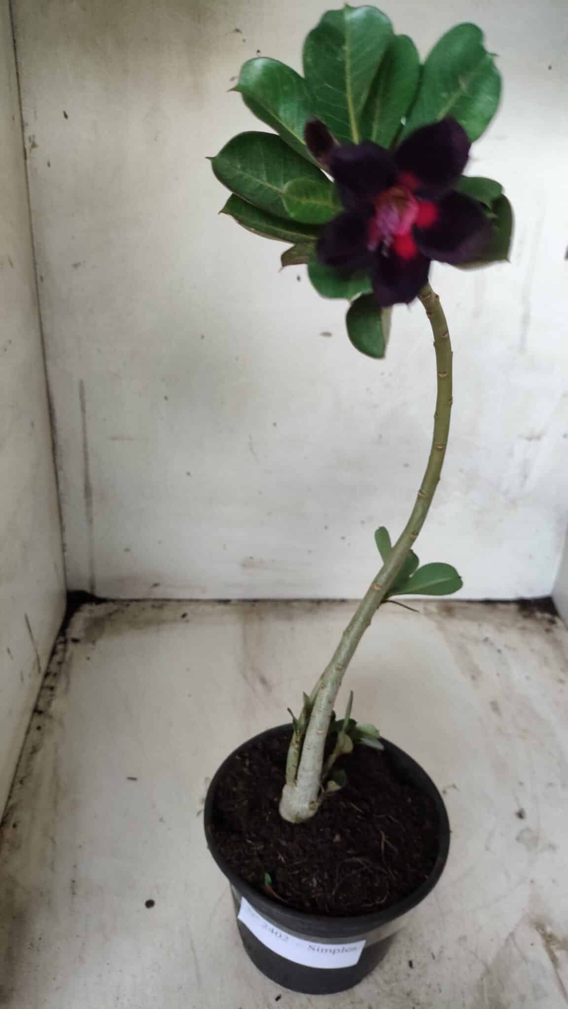 Planta Simples 2402 – 30cm – 01 ano