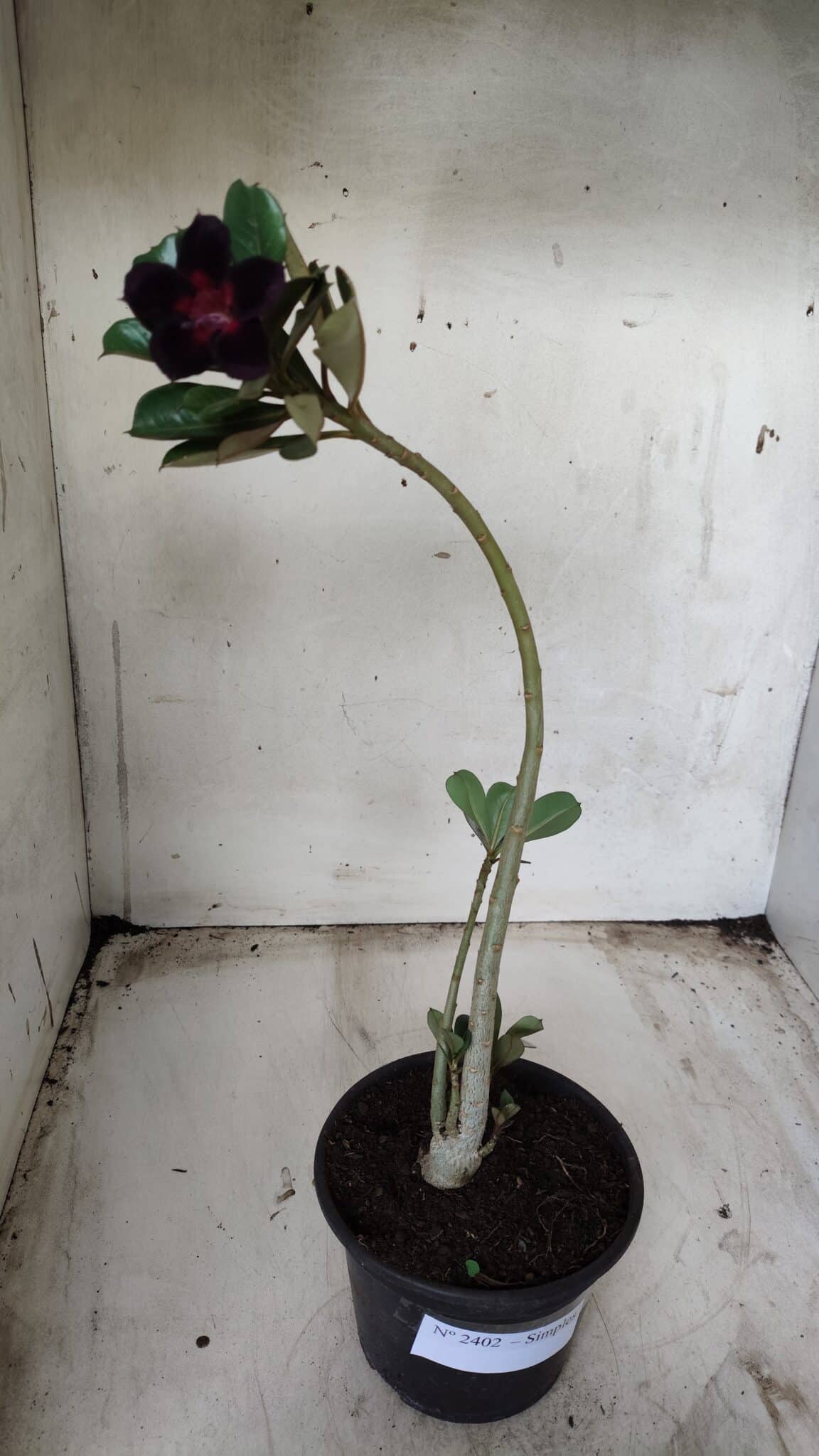Planta Simples 2402 – 30cm – 01 ano