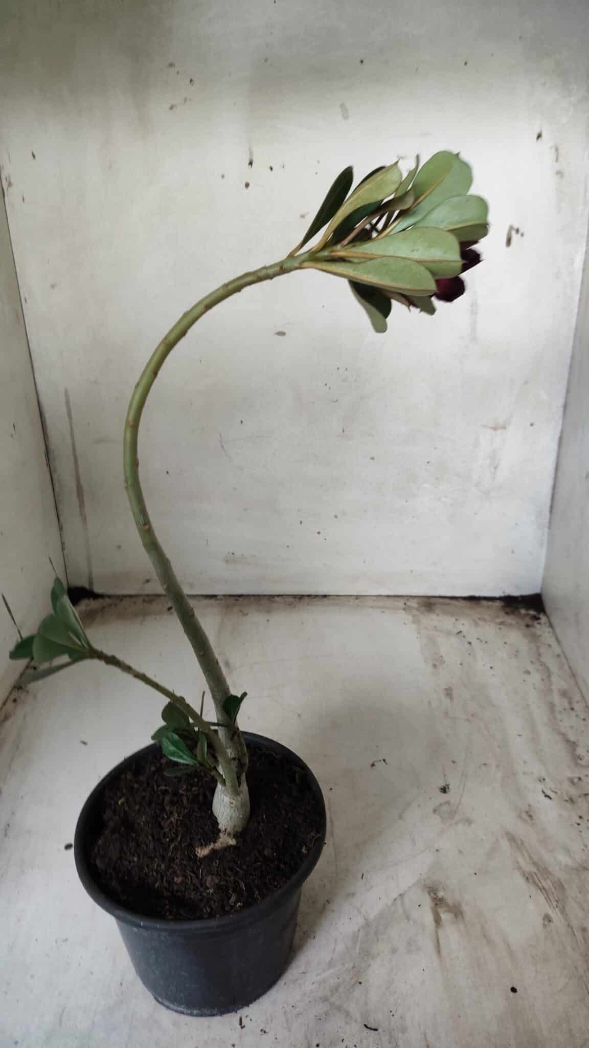 Planta Simples 2402 – 30cm – 01 ano