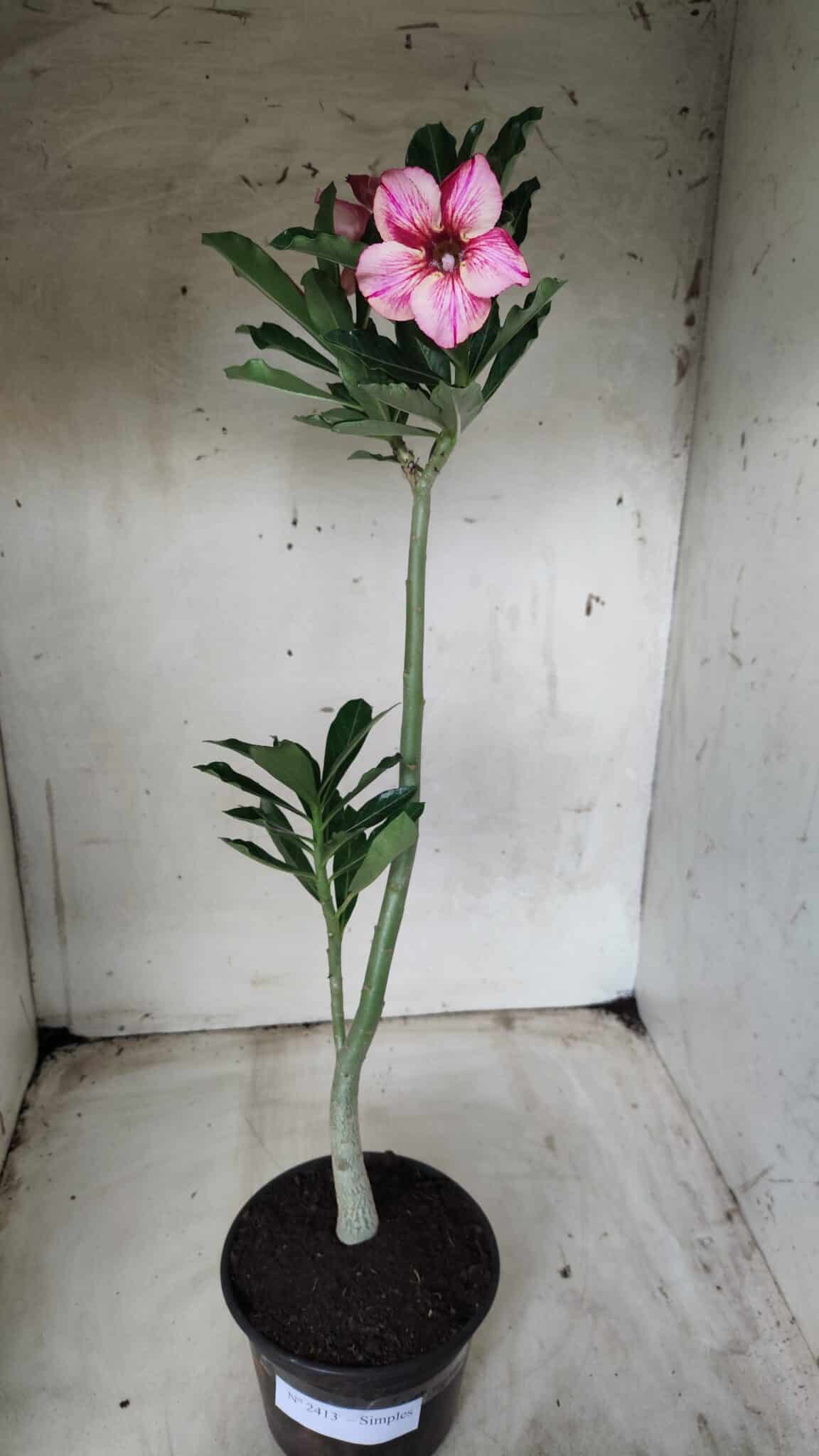 Planta Simples 2413 – 30cm – 02 anos