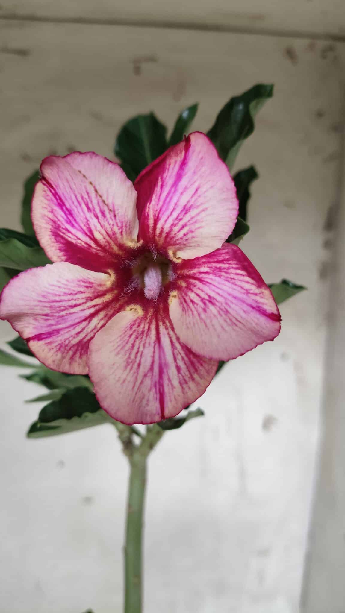 Planta Simples 2413 – 30cm – 02 anos
