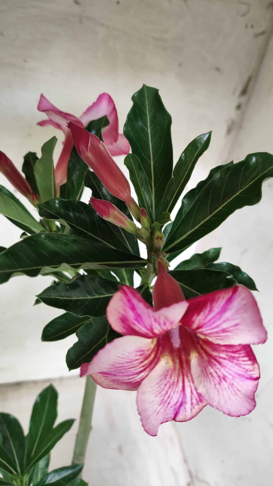 Planta Simples 2413 – 30cm – 02 anos