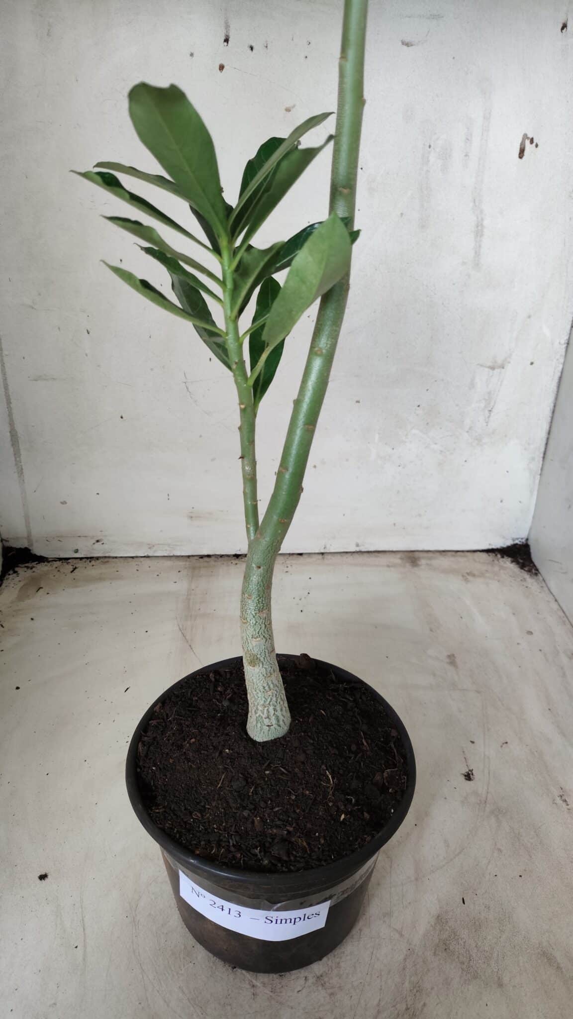Planta Simples 2413 – 30cm – 02 anos