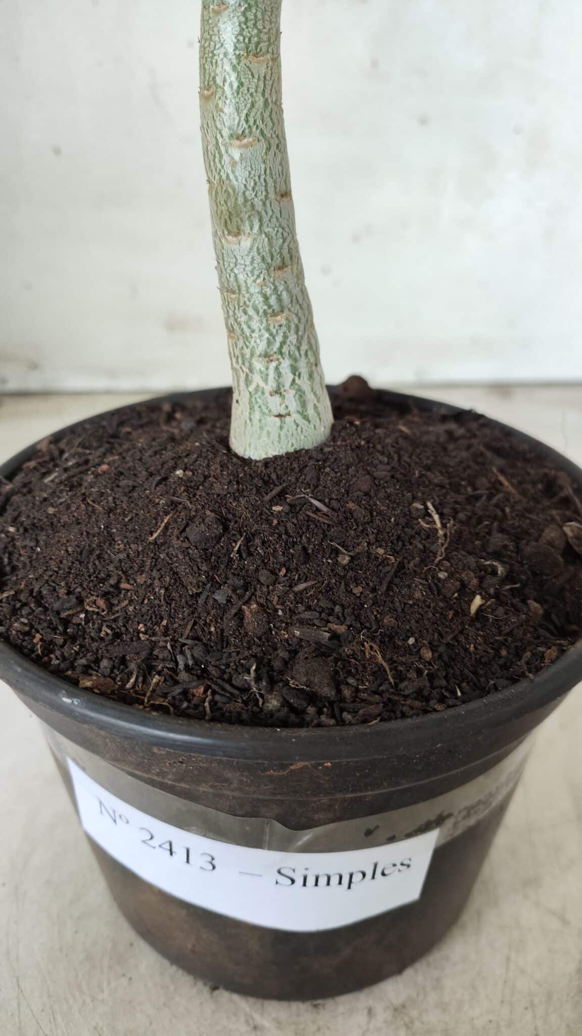 Planta Simples 2413 – 30cm – 02 anos