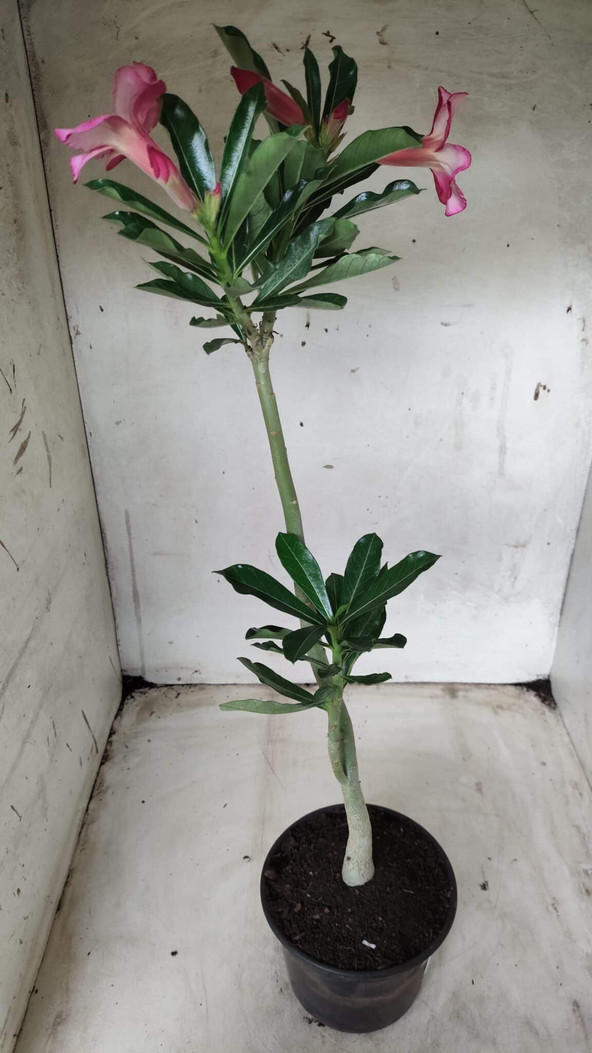 Planta Simples 2413 – 30cm – 02 anos