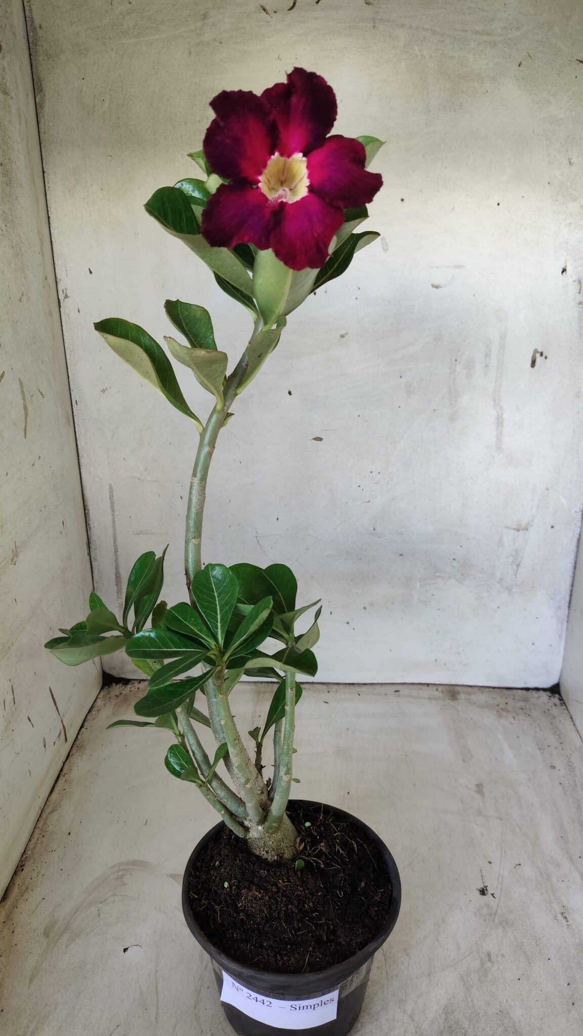 Planta Simples 2442 – 30cm – 02 anos
