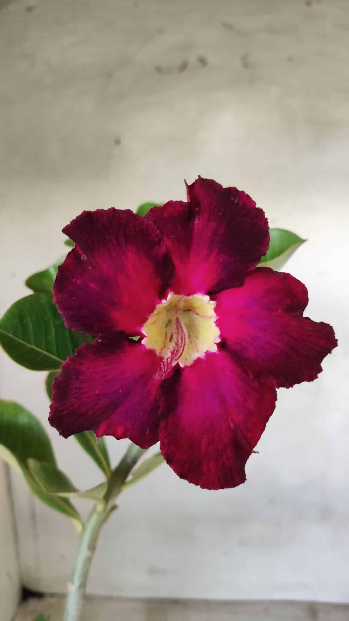 Planta Simples 2442 – 30cm – 02 anos