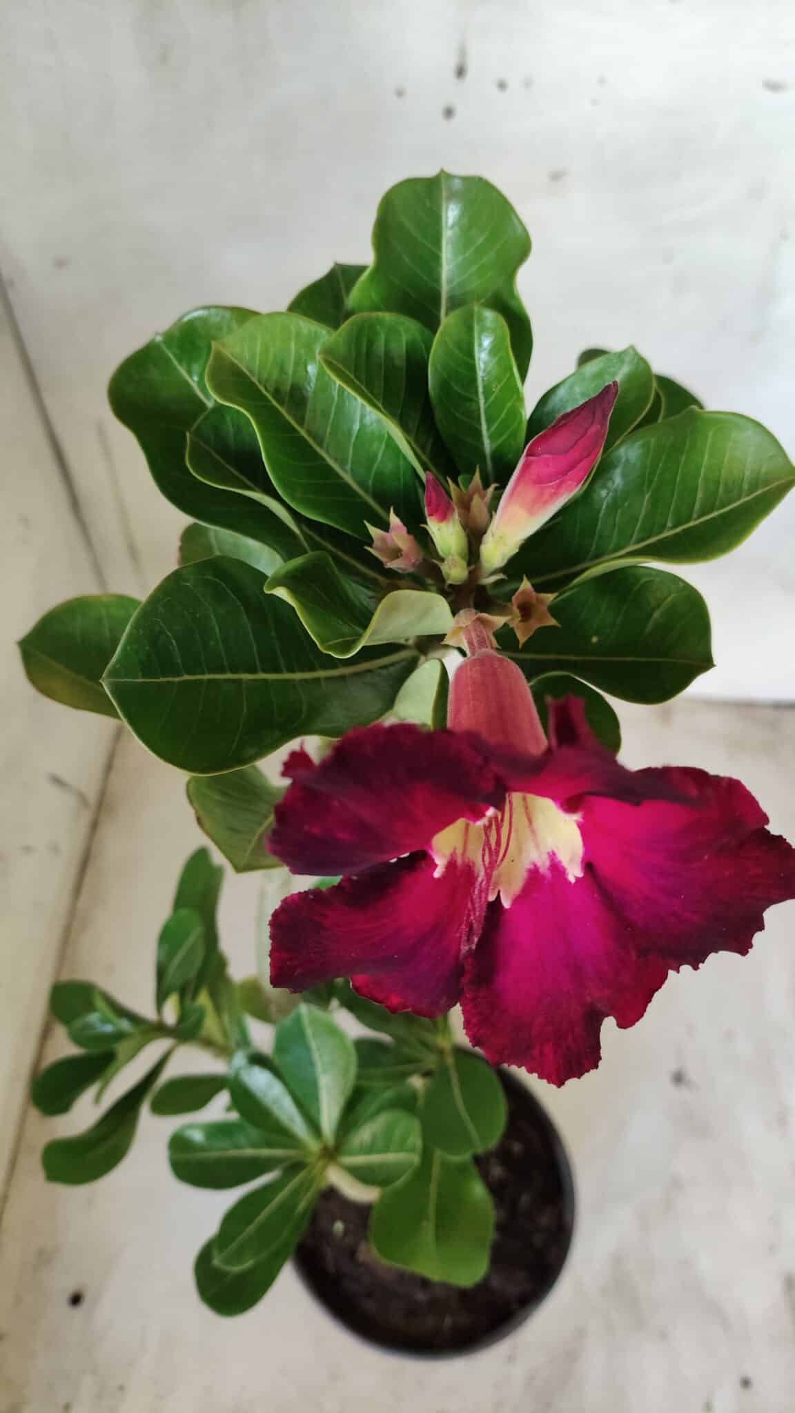 Planta Simples 2442 – 30cm – 02 anos