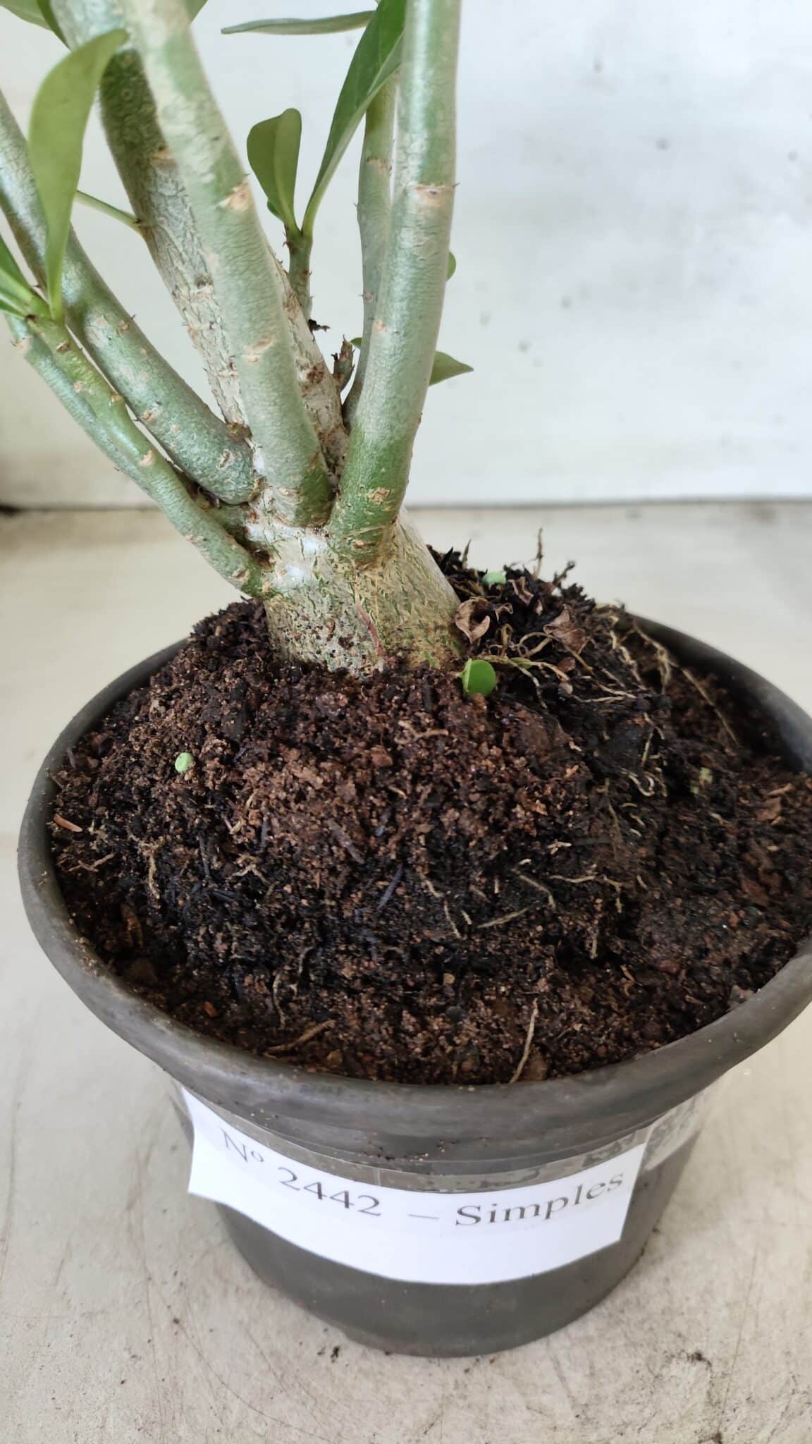 Planta Simples 2442 – 30cm – 02 anos