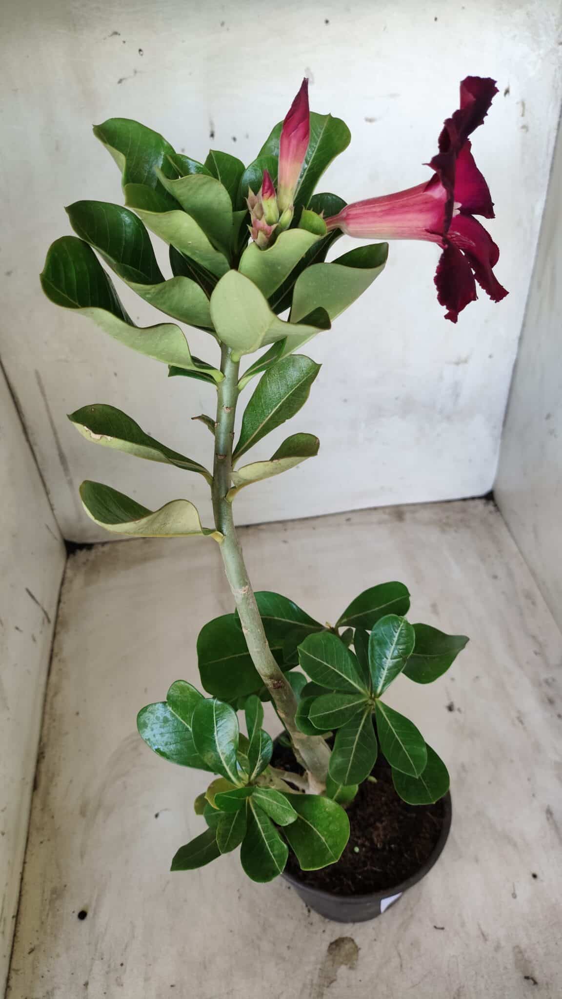 Planta Simples 2442 – 30cm – 02 anos