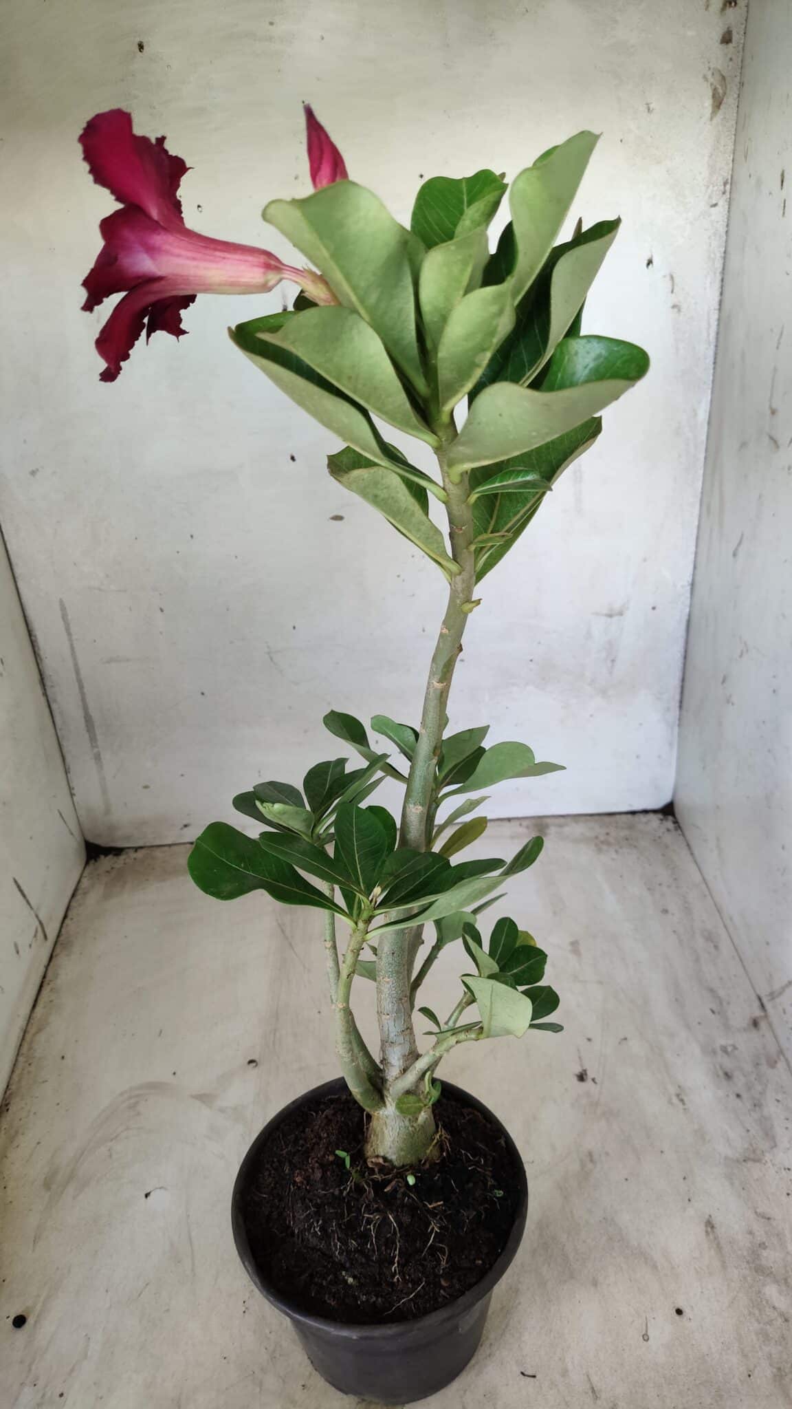 Planta Simples 2442 – 30cm – 02 anos