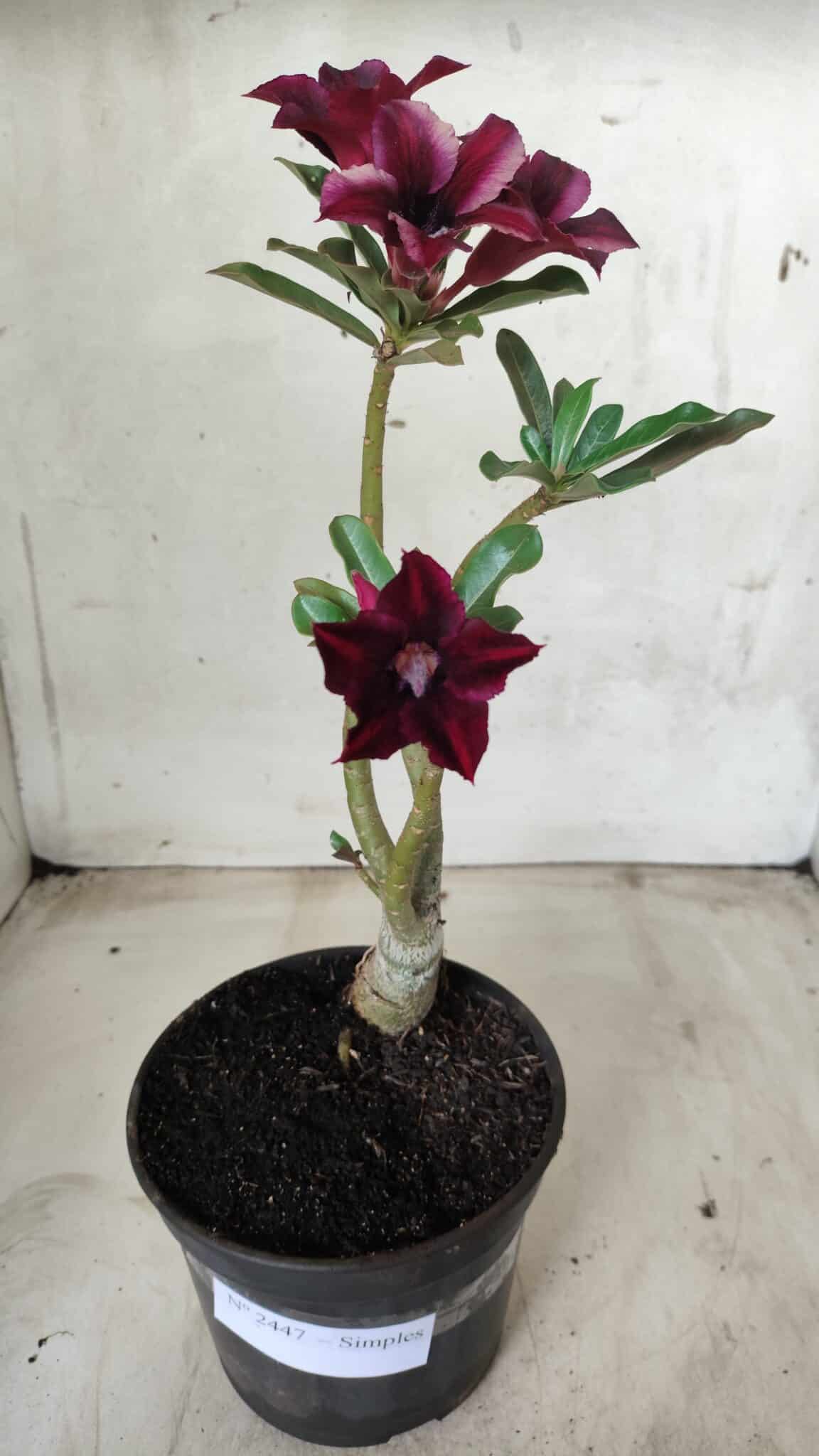 Planta Simples 2447 – 30cm – 02 anos