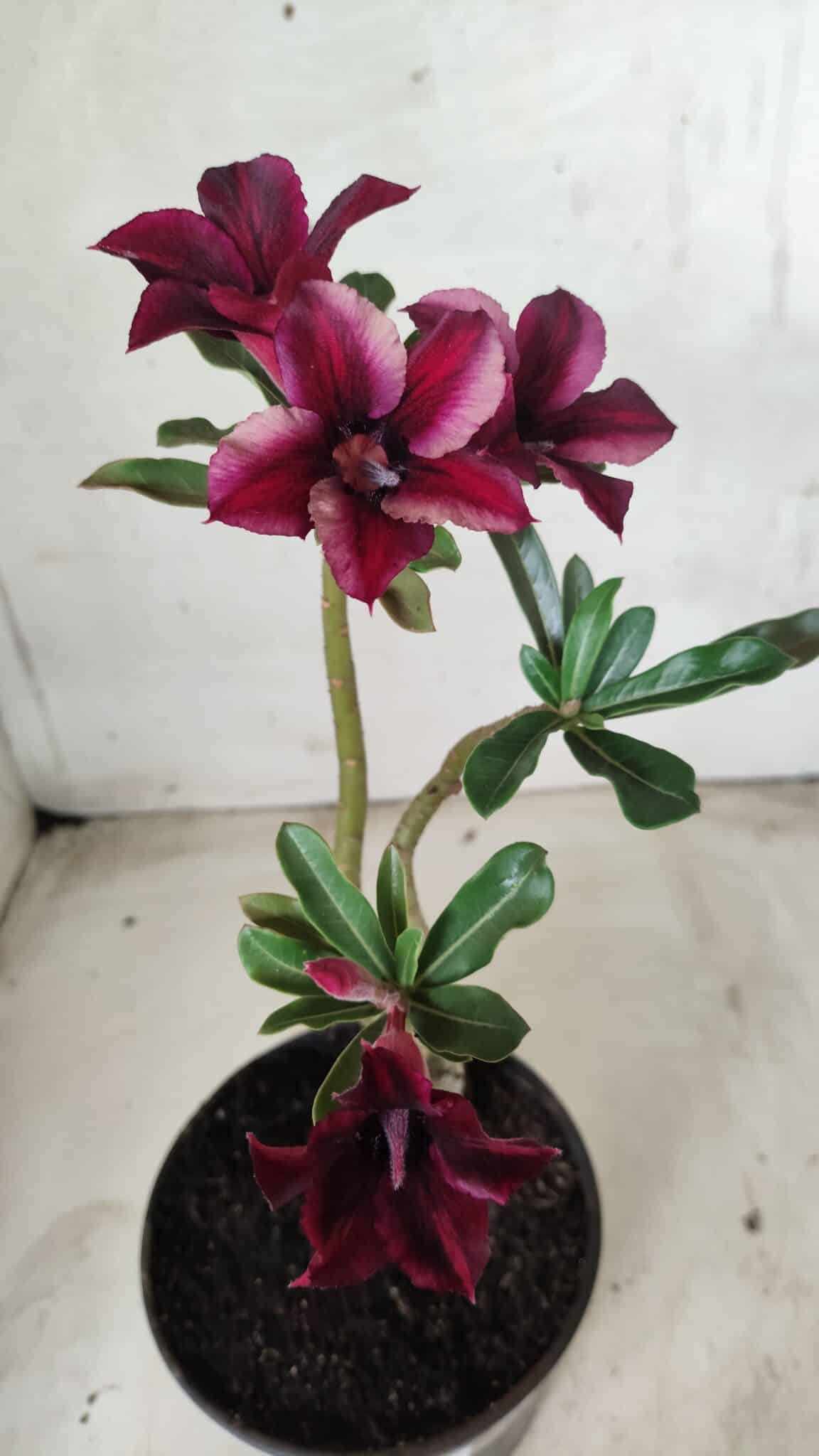Planta Simples 2447 – 30cm – 02 anos