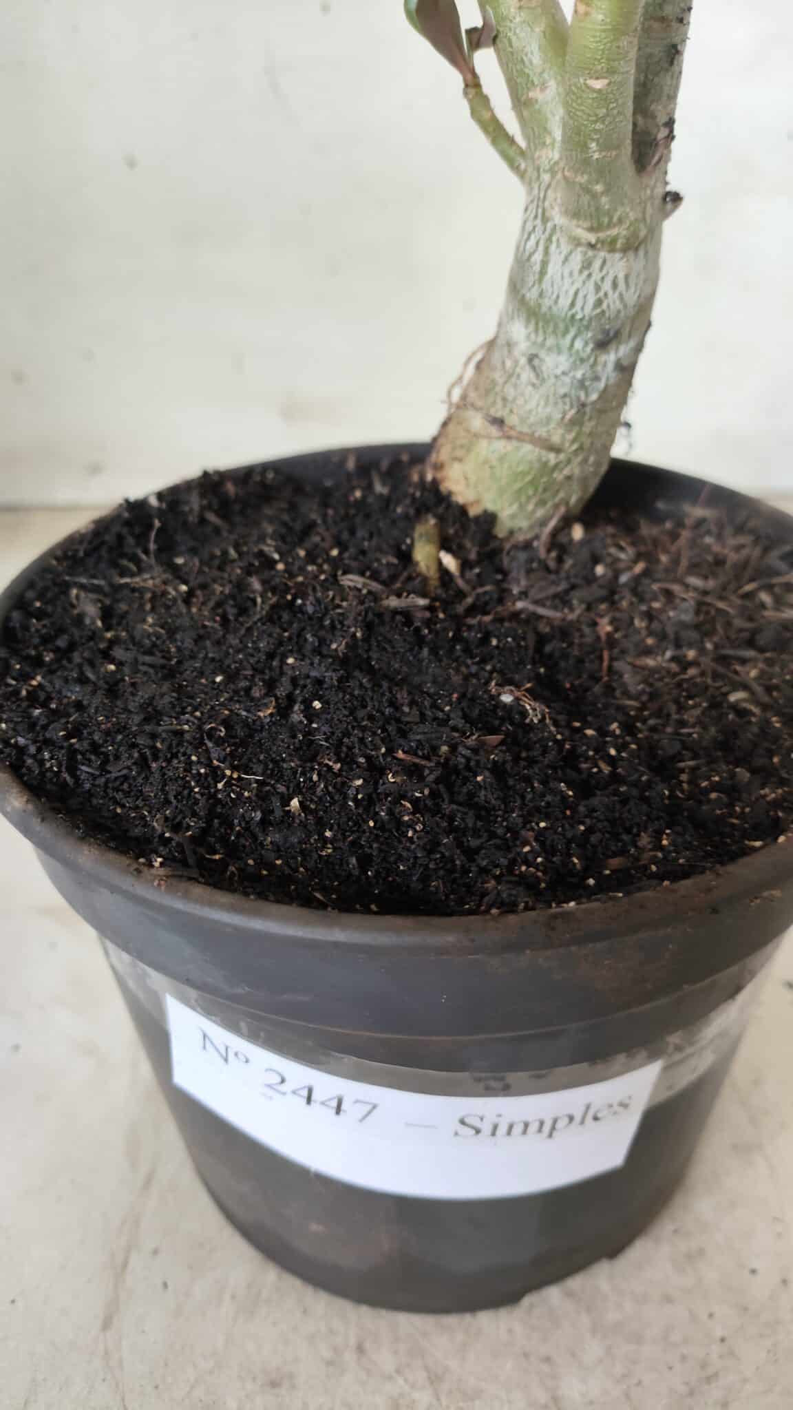 Planta Simples 2447 – 30cm – 02 anos