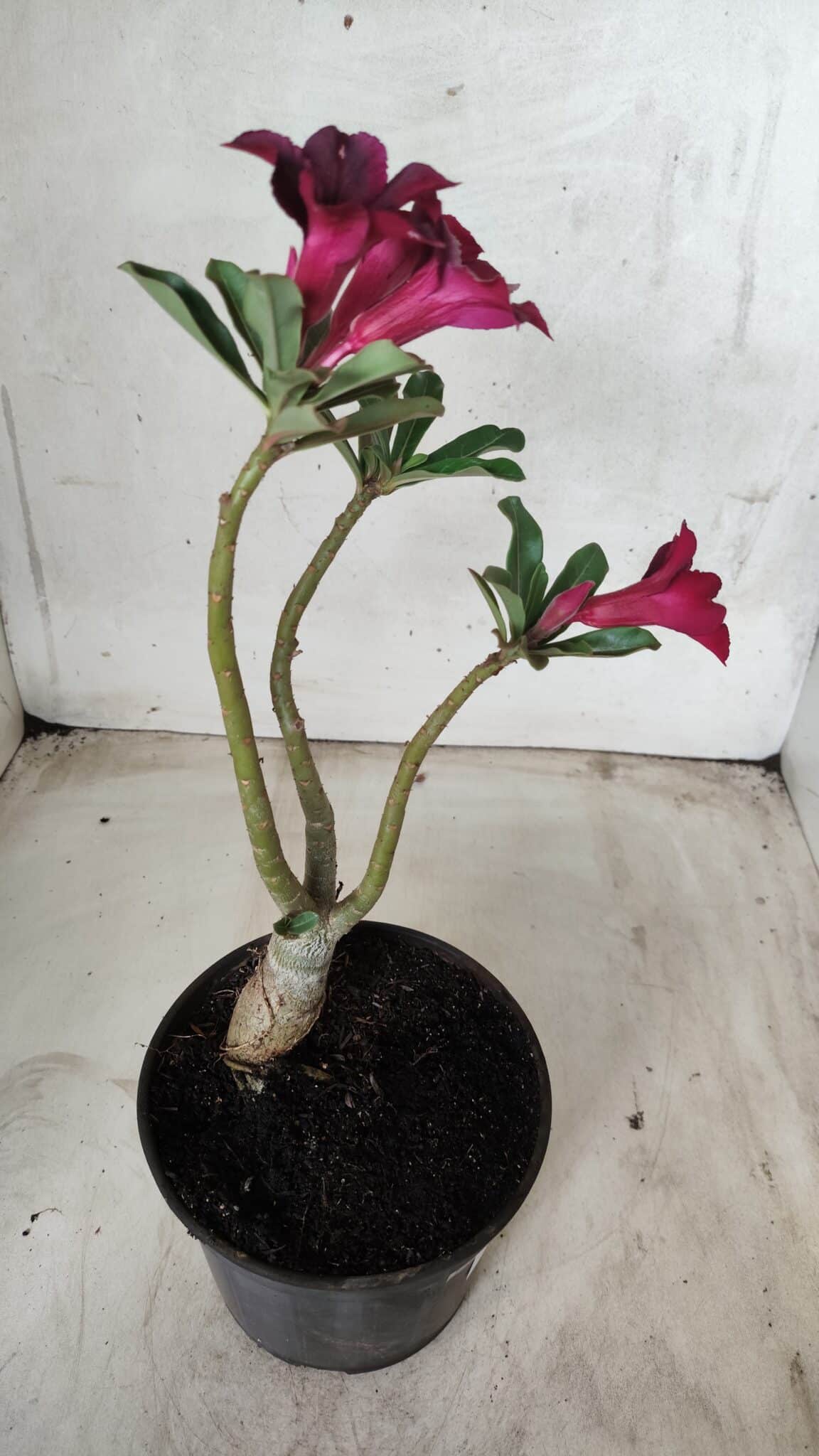 Planta Simples 2447 – 30cm – 02 anos