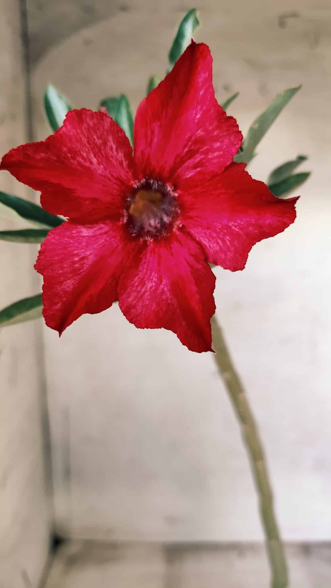 Planta Simples 2476 – 30cm – 02 anos