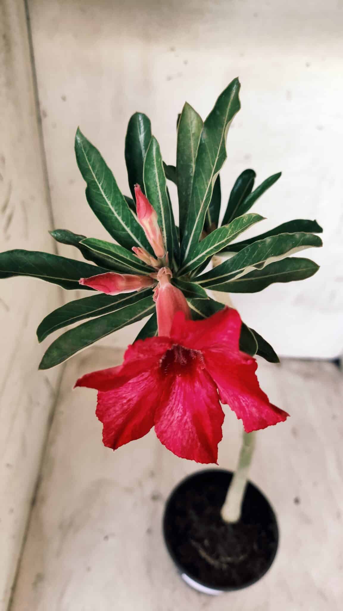 Planta Simples 2476 – 30cm – 02 anos