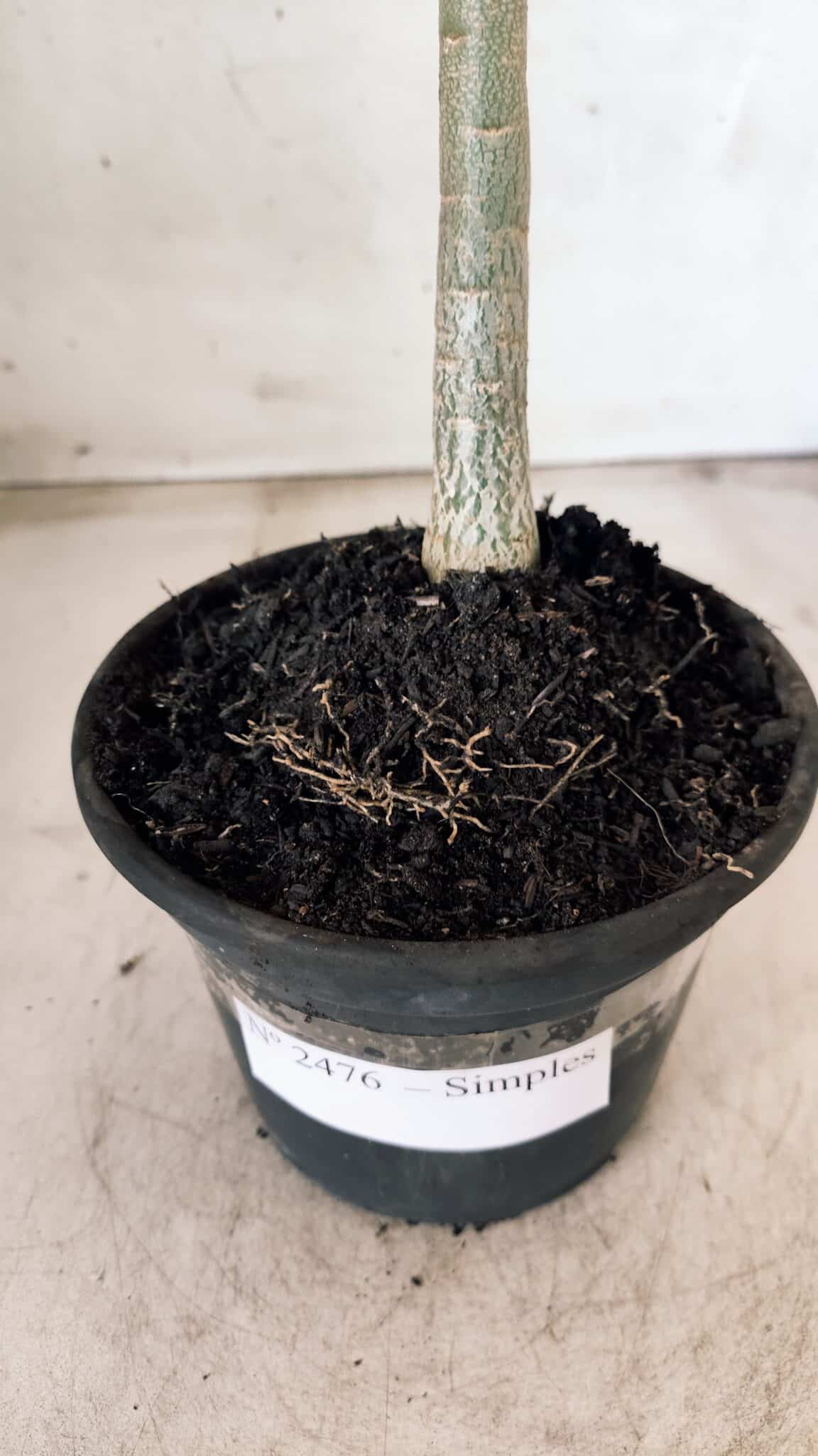 Planta Simples 2476 – 30cm – 02 anos