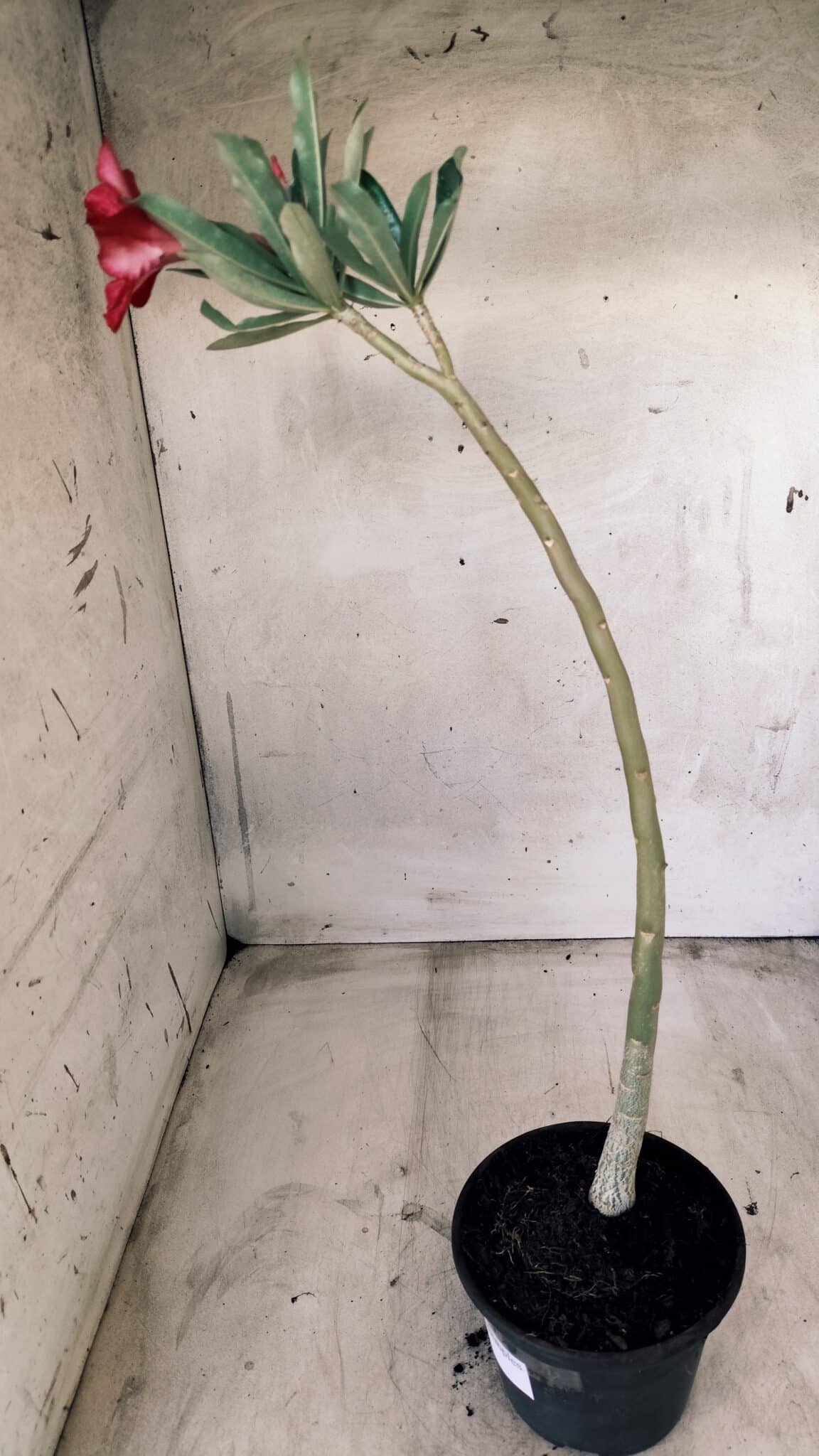 Planta Simples 2476 – 30cm – 02 anos