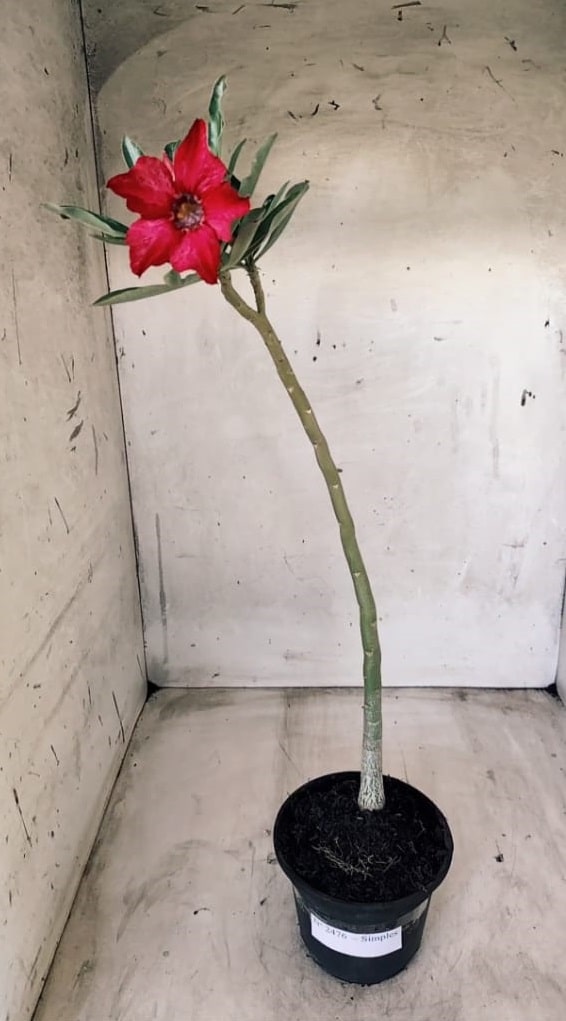 Planta Simples 2476 – 30cm – 02 anos